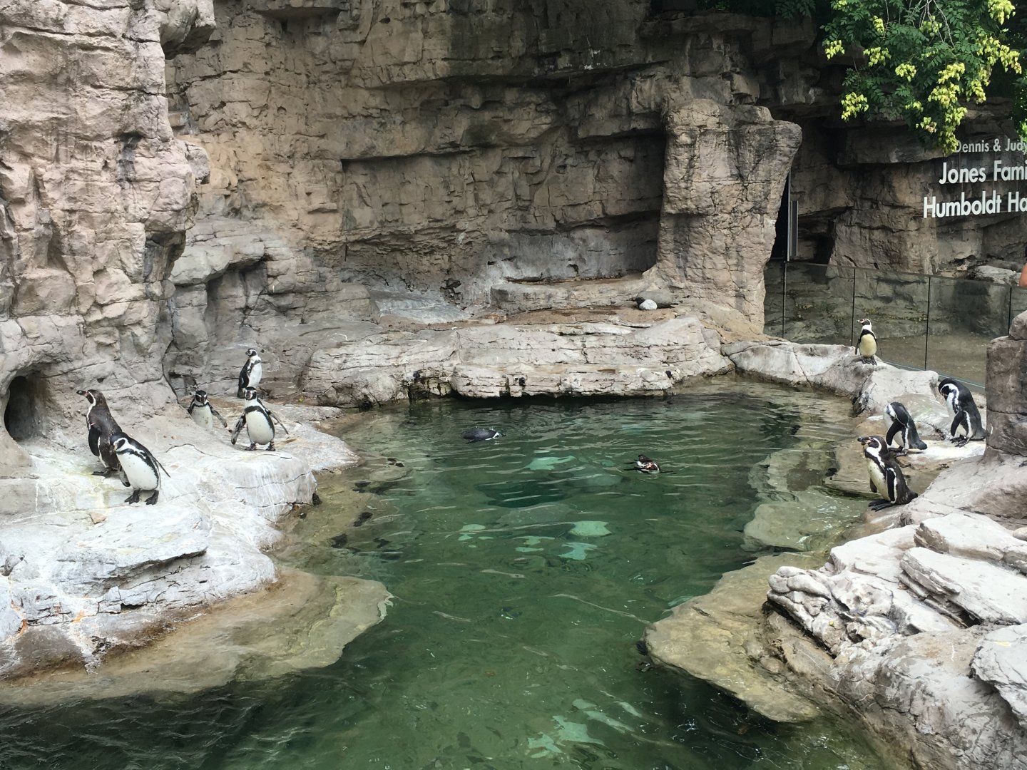 Humboldt Penguins