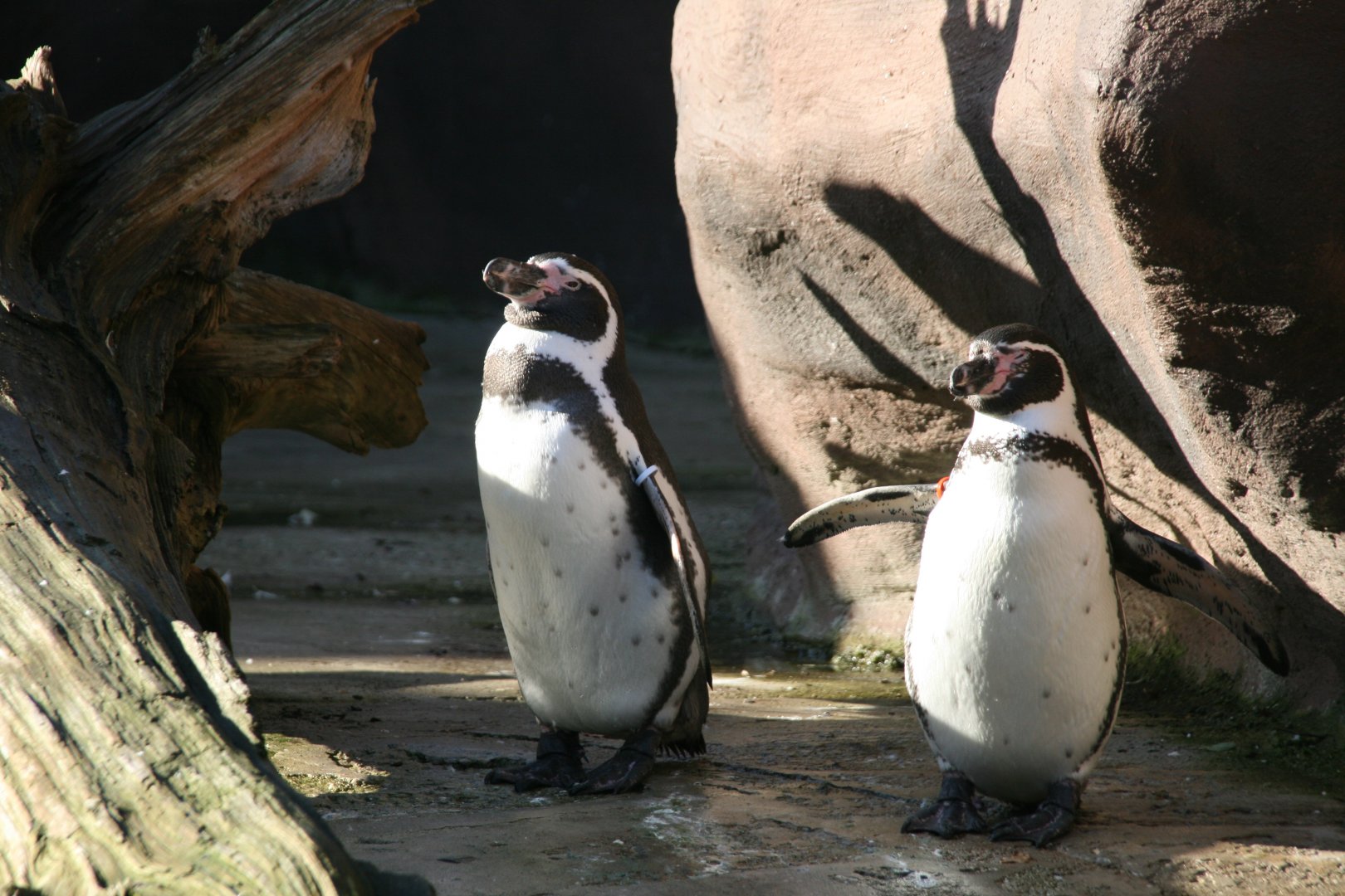 Humboldt penguins