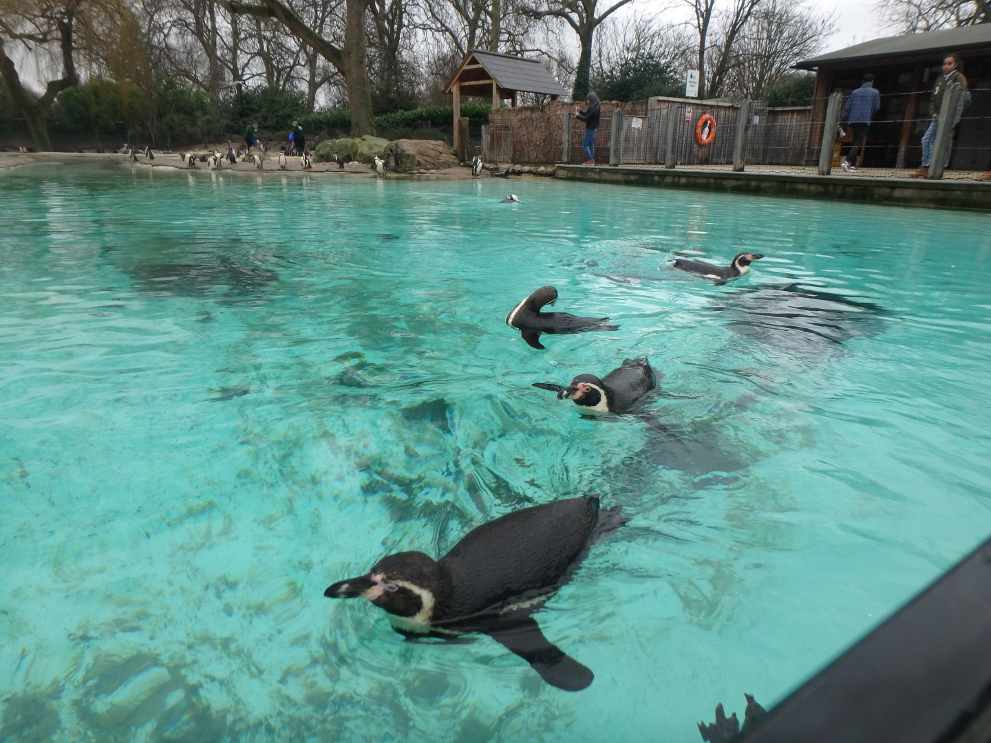 Humboldt penguins