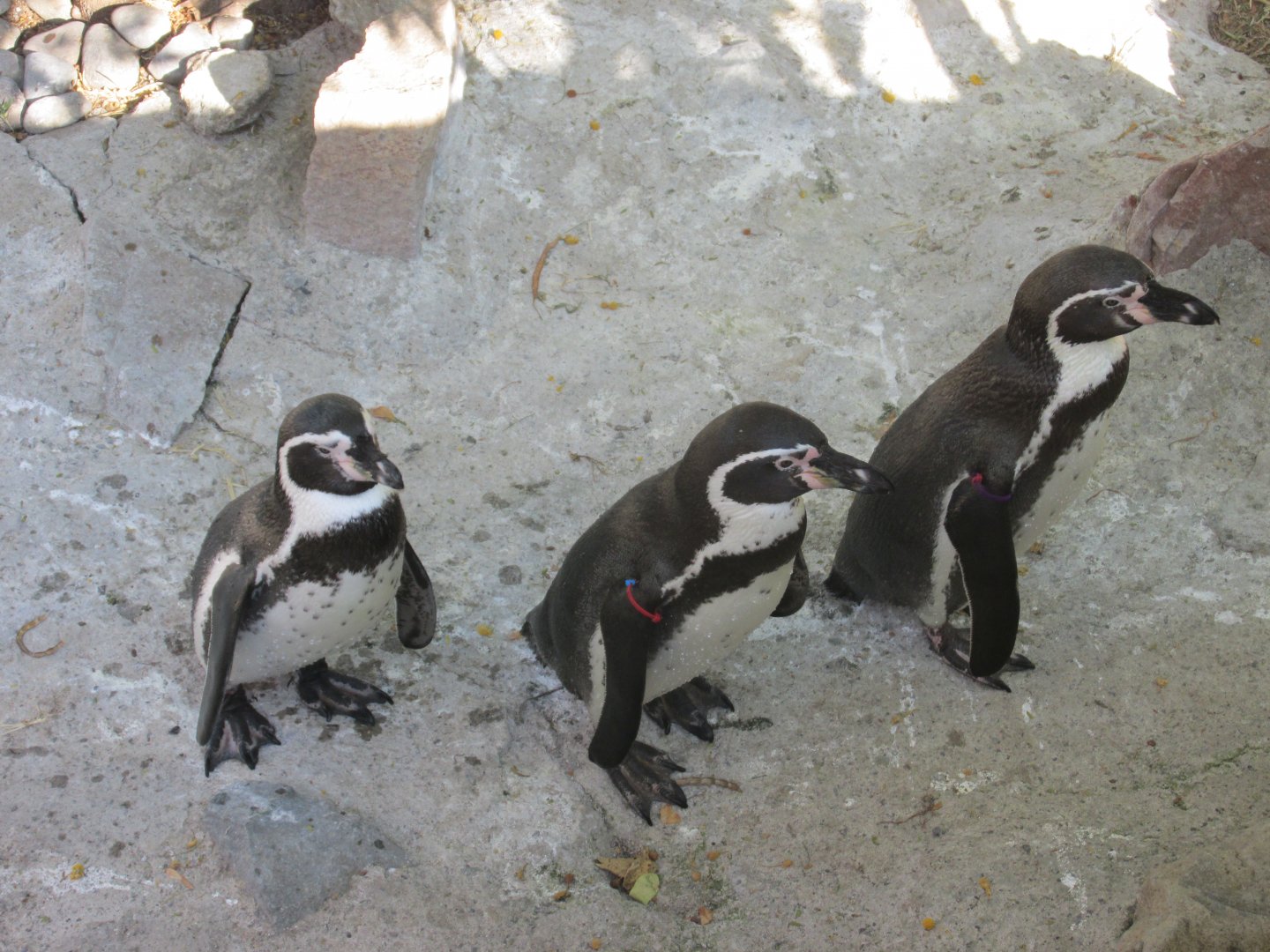 humboldt penguins