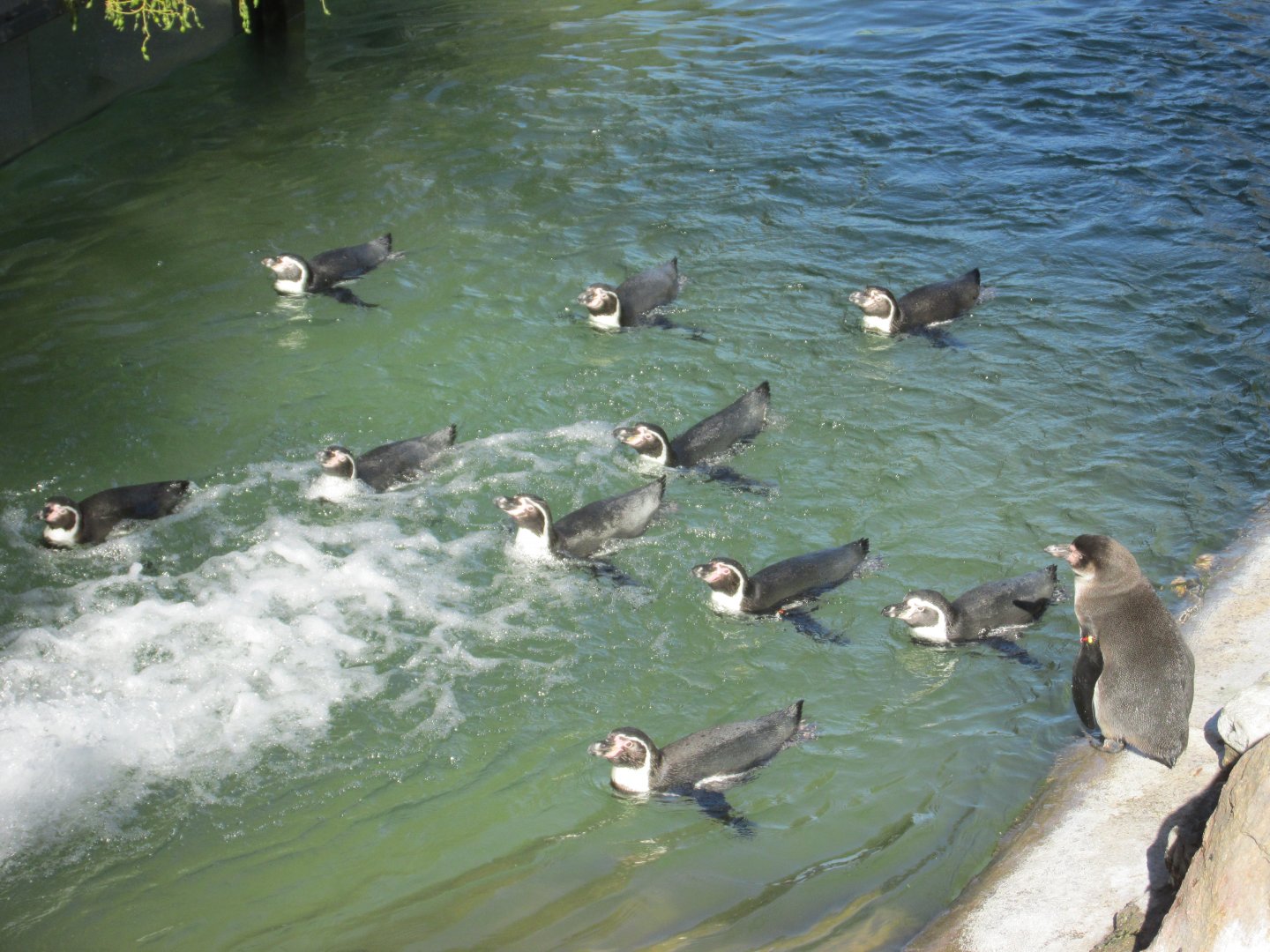 humboldt penguins
