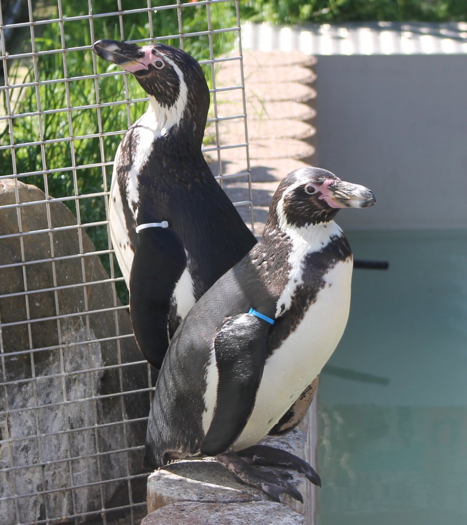 Humboldt penguins
