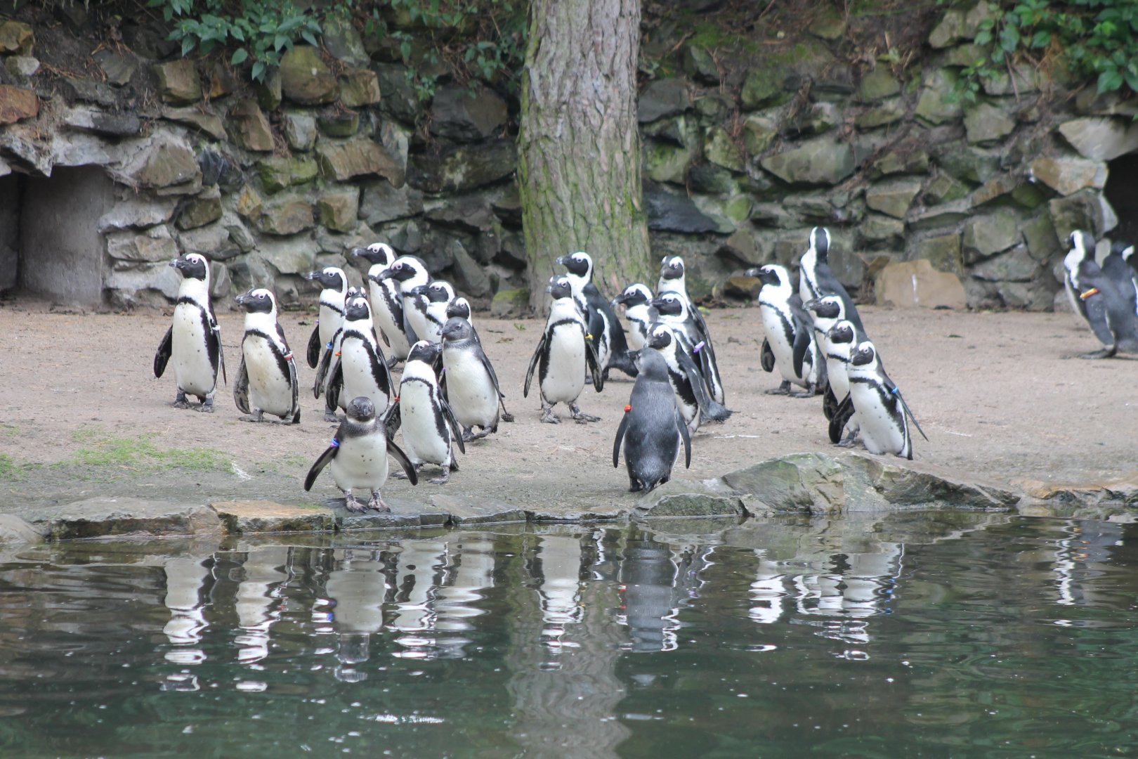 Humboldt penguins