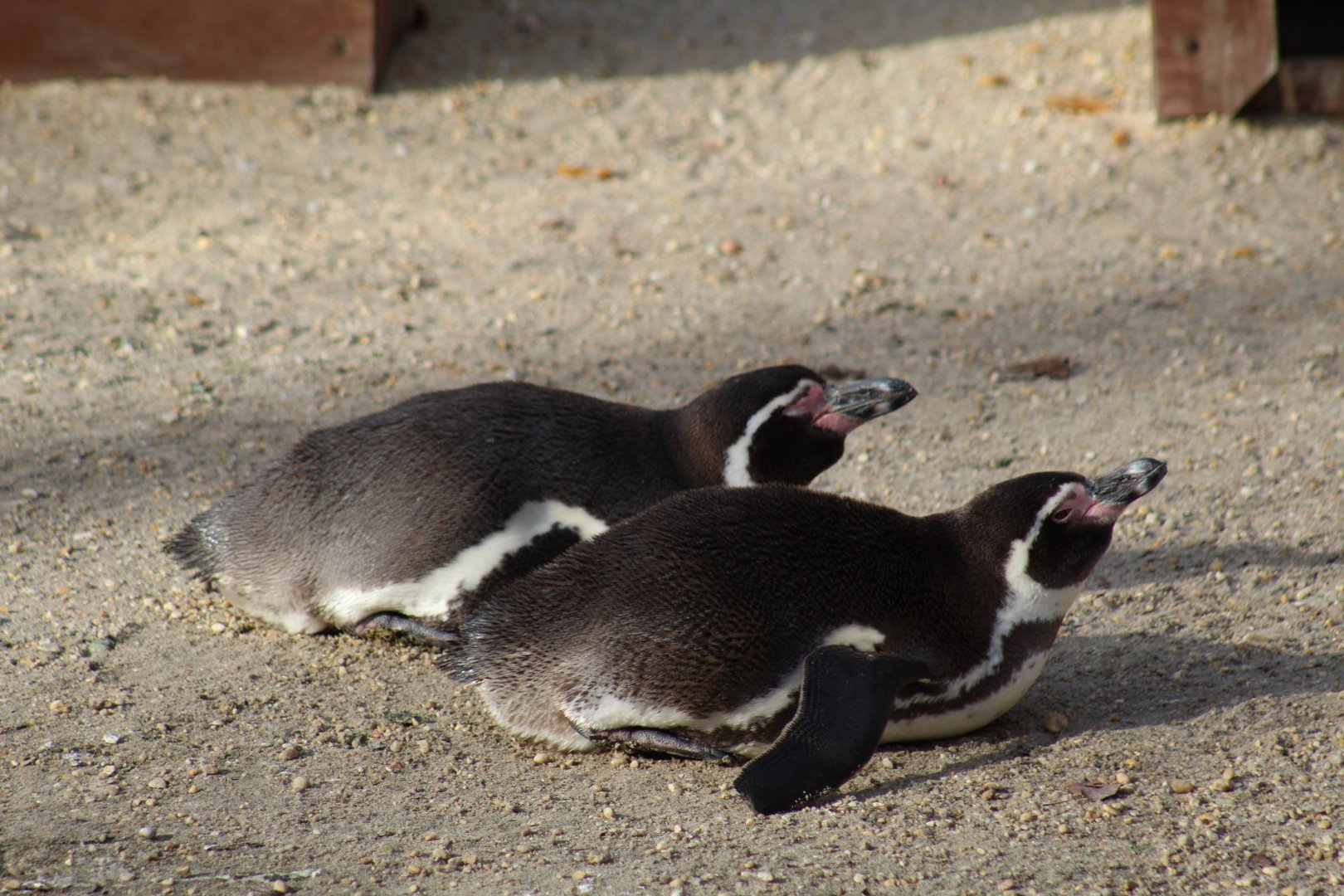 Humboldt Penguins