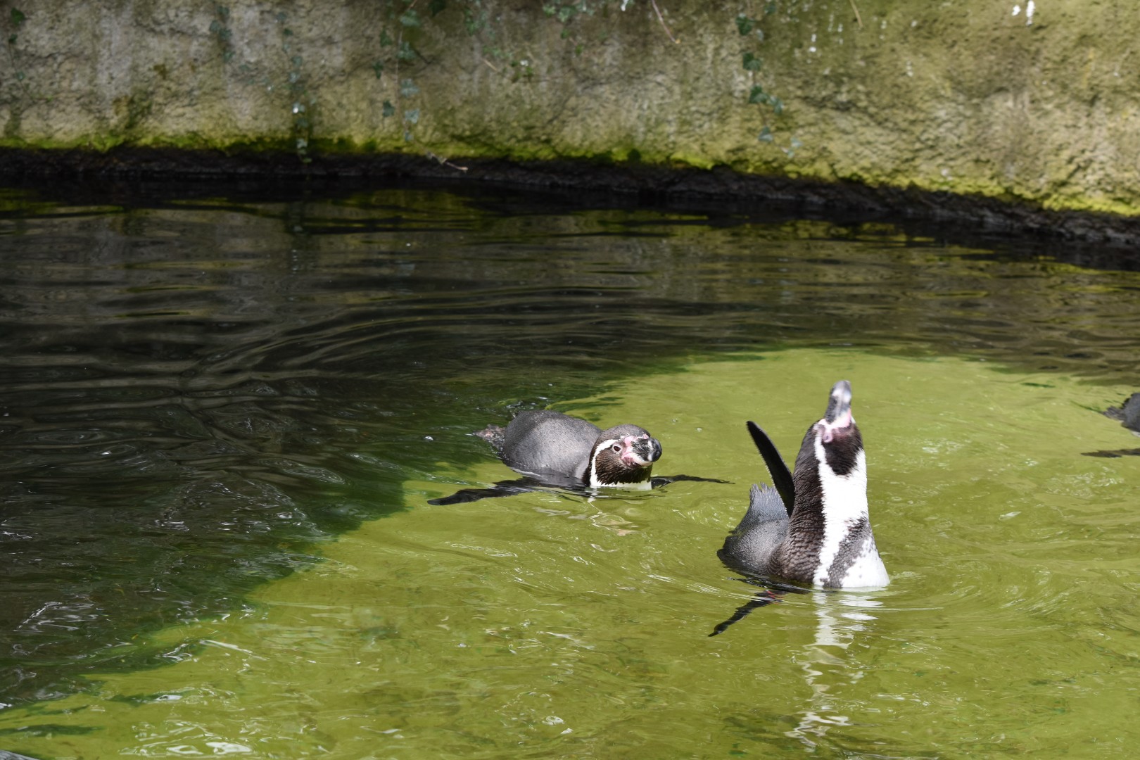 Humboldt penguins