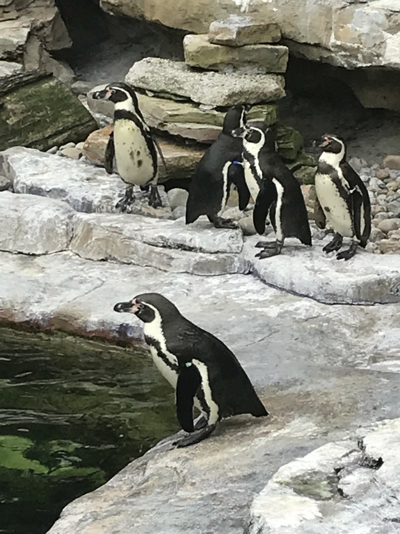 Humboldt Penguins