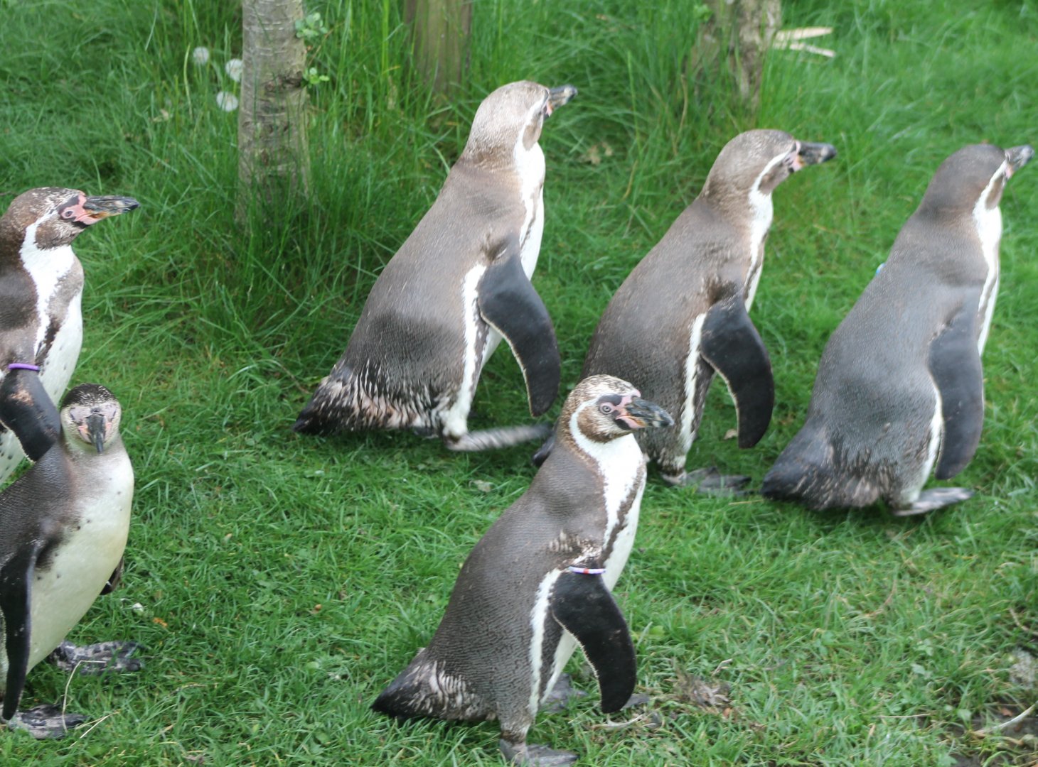 Humboldt penguins