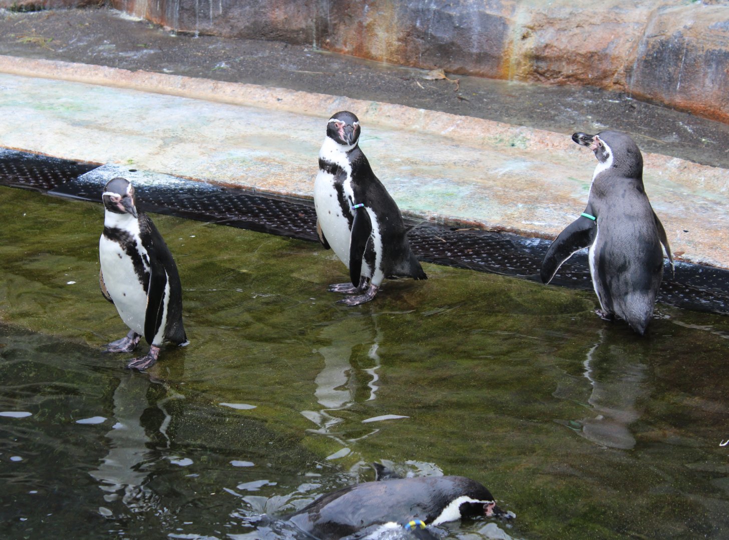 Humboldt penguins