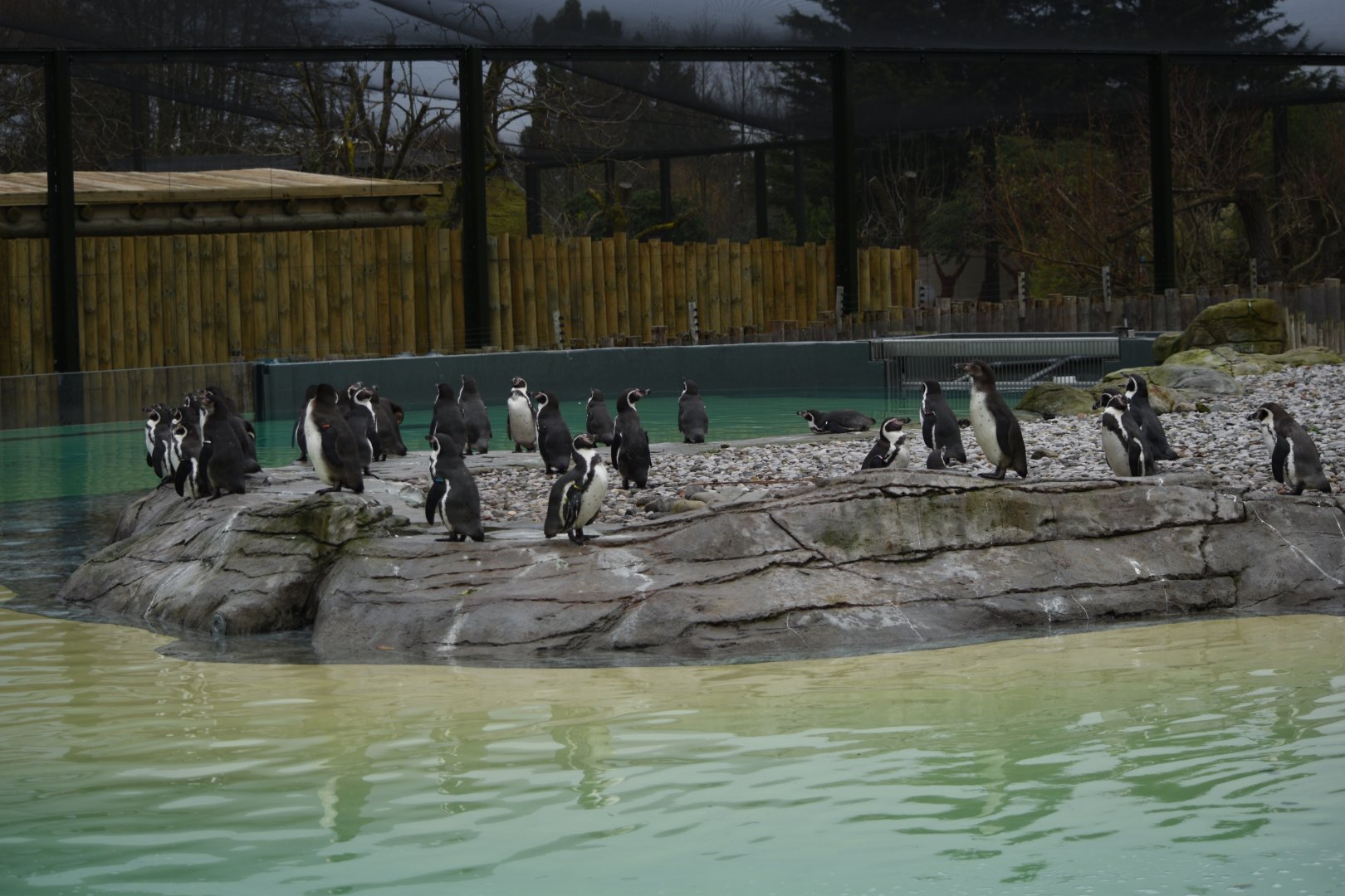 Humboldt penguins