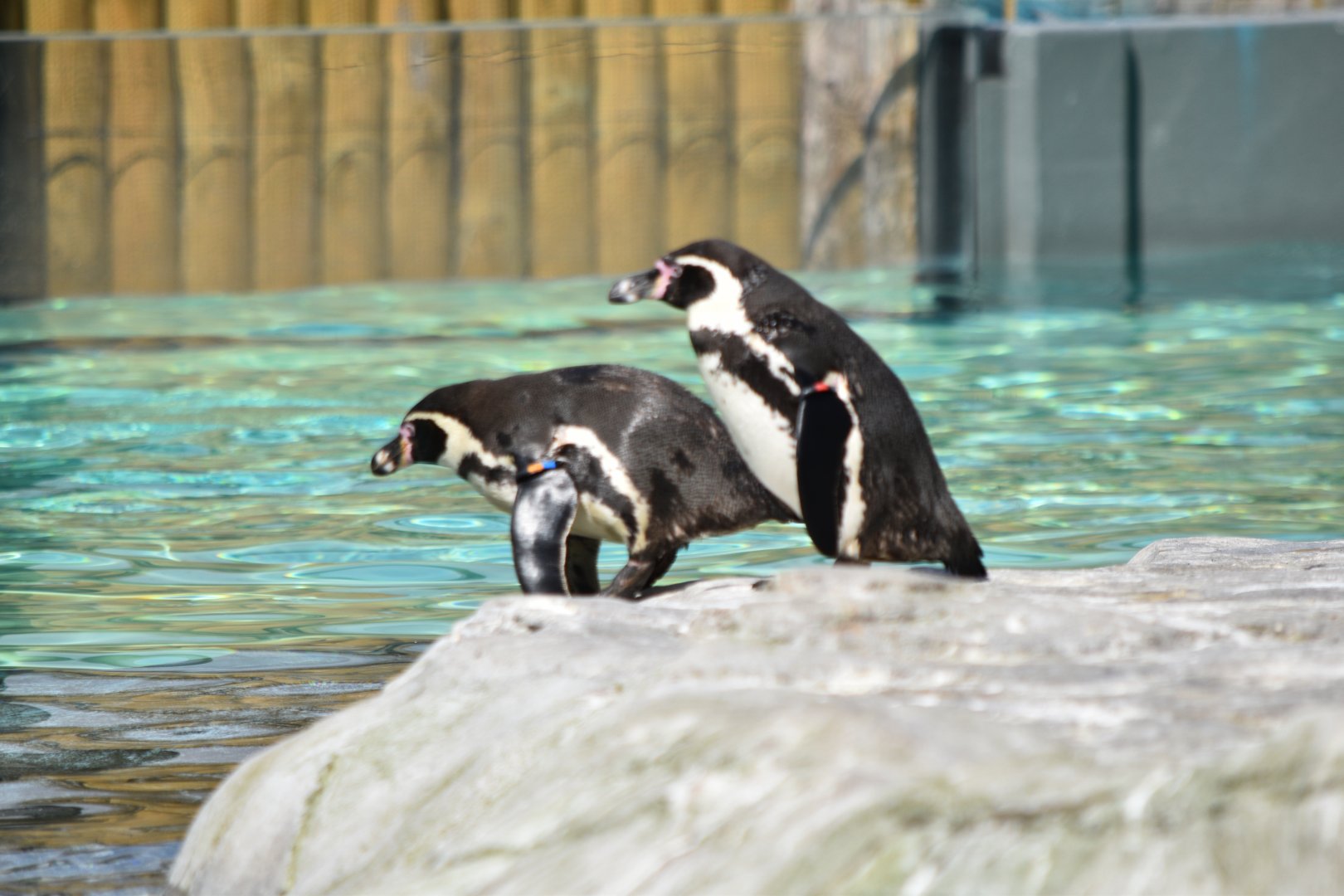 Humboldt Penguins