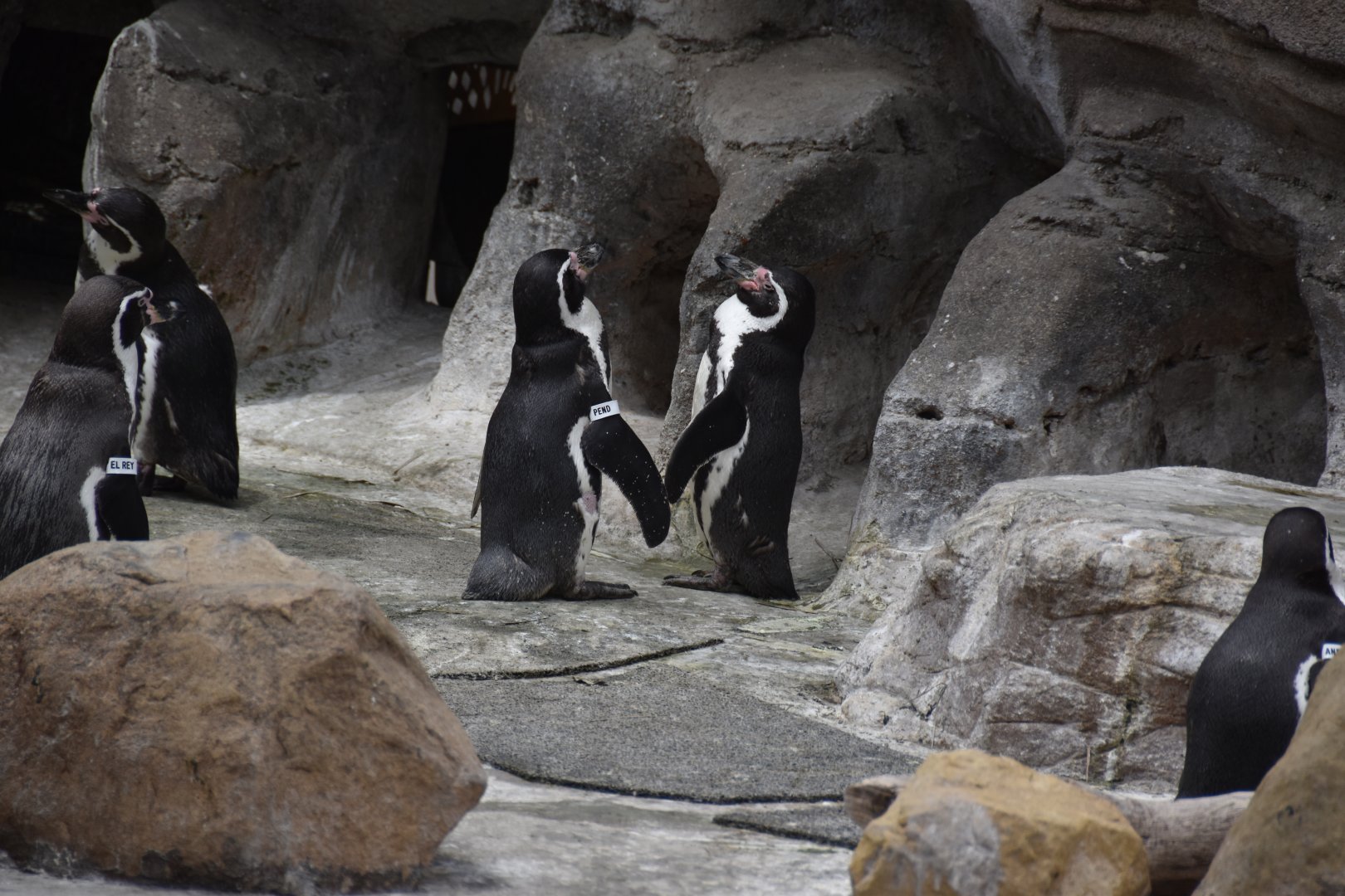 Humboldt penguins