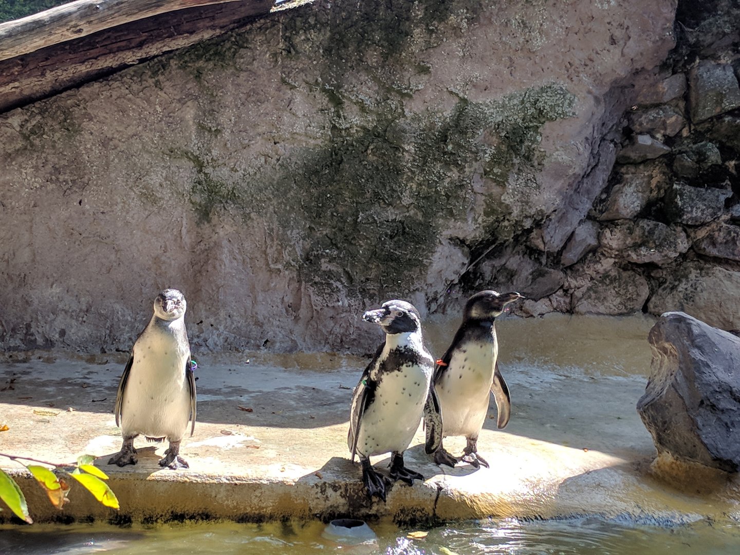 Humboldt Penguins