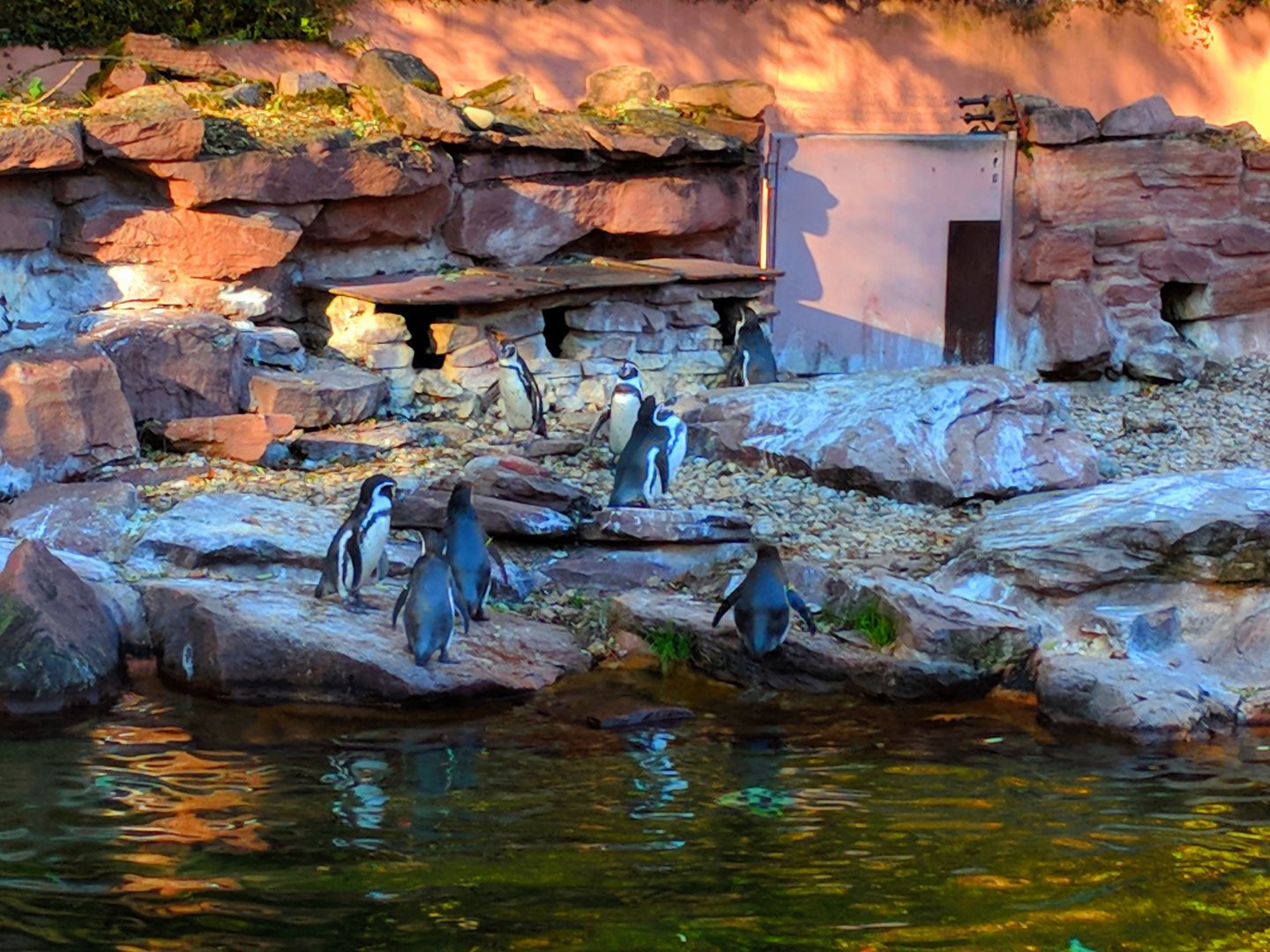Humboldt Penguins
