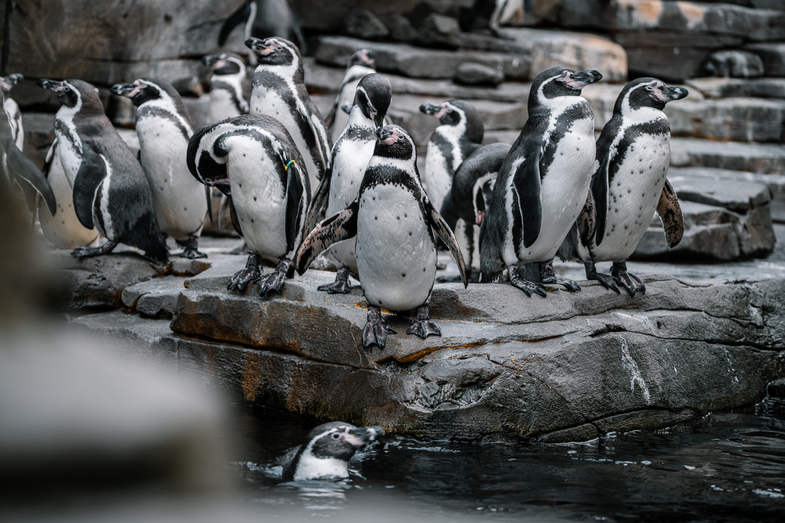 Humboldt Penguins