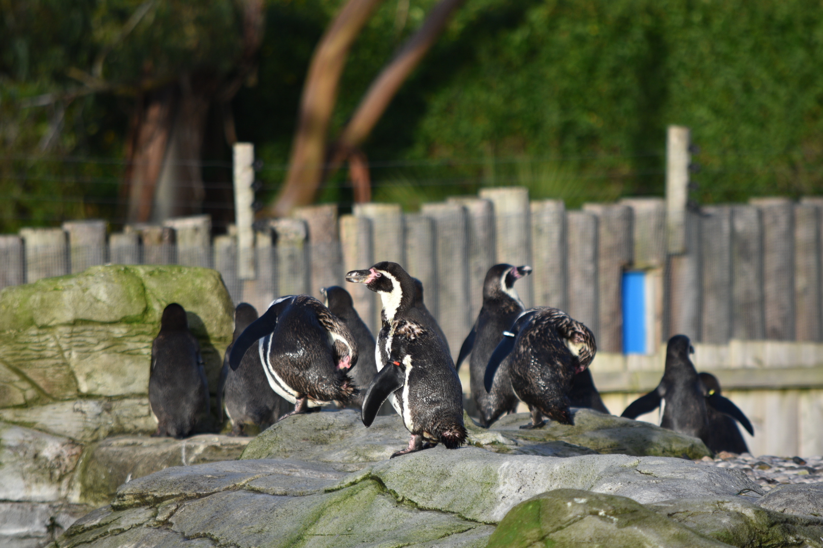 Humboldt Penguins