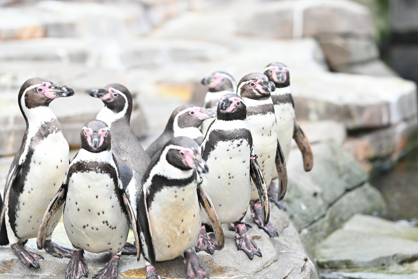 Humboldt Penguins