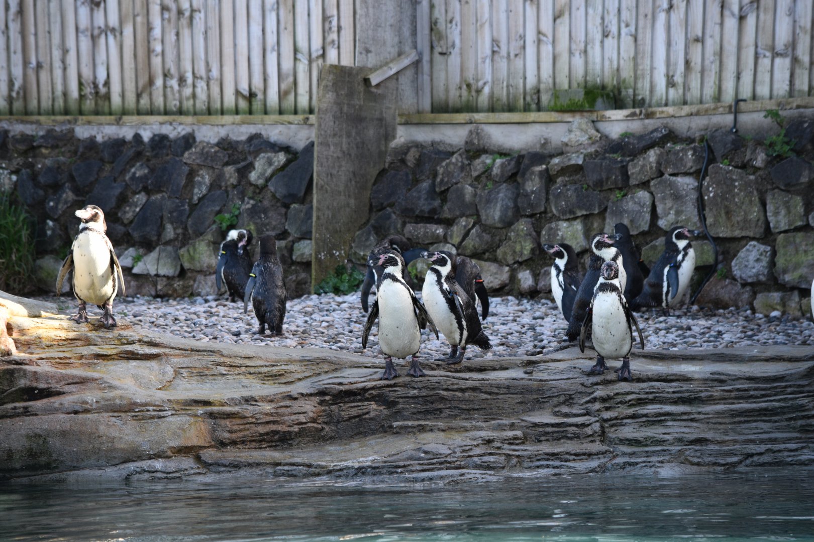 Humboldt penguins