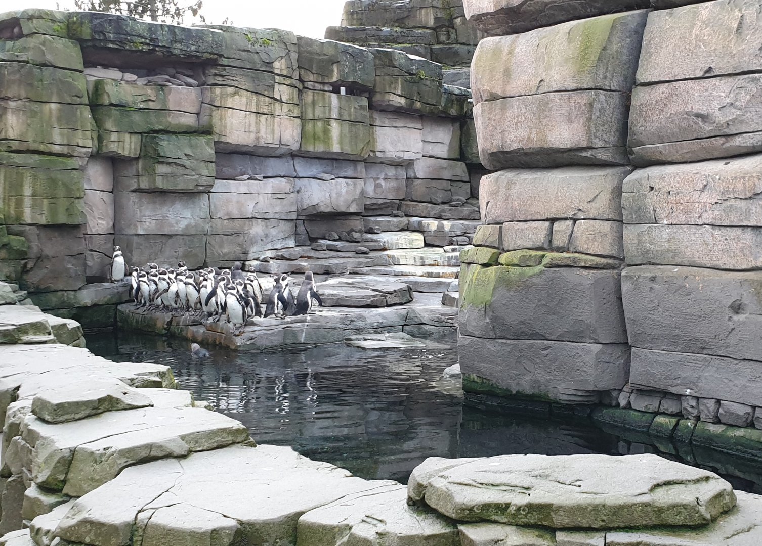 Humboldt penguins
