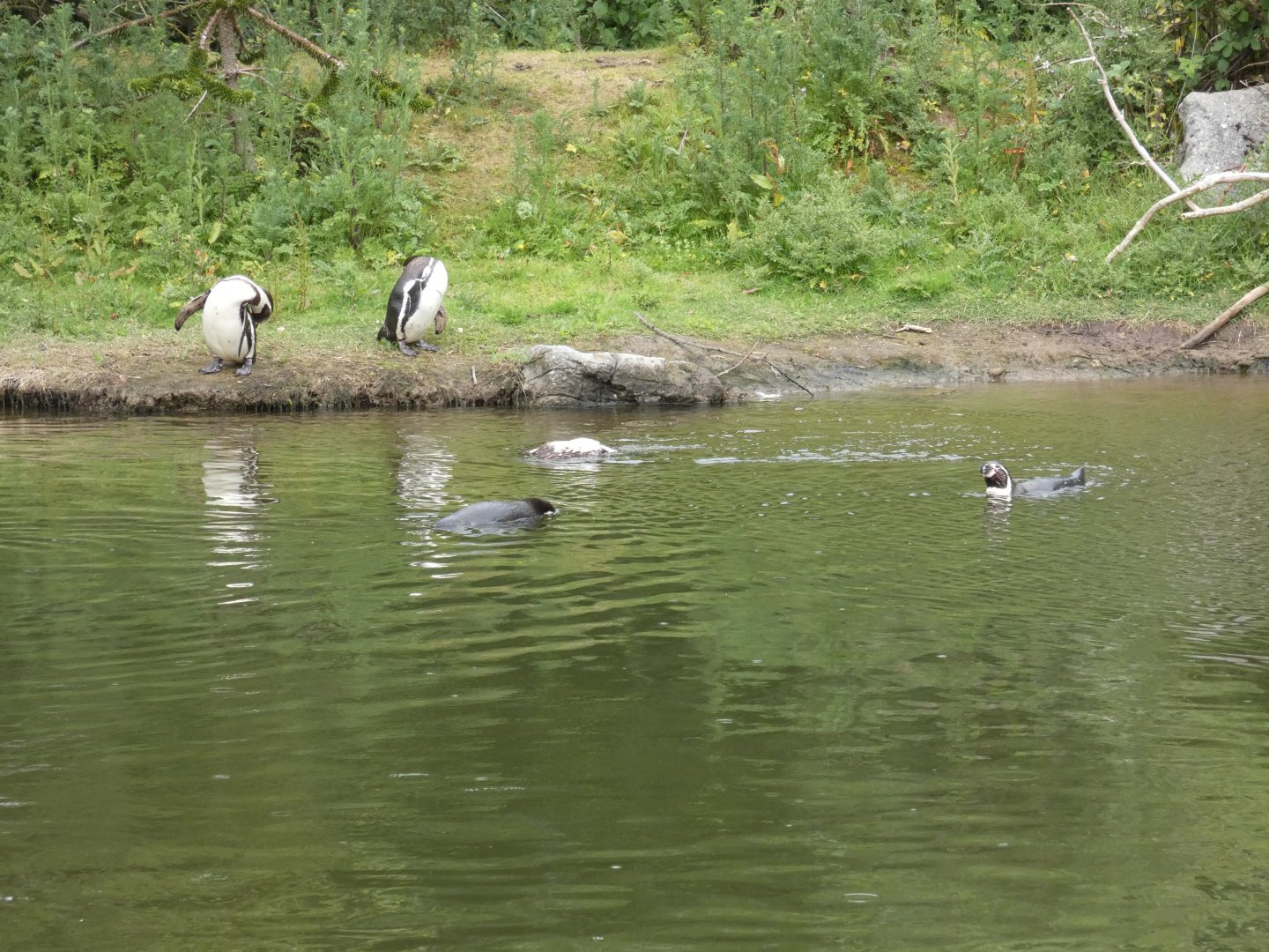 Humboldt penguins