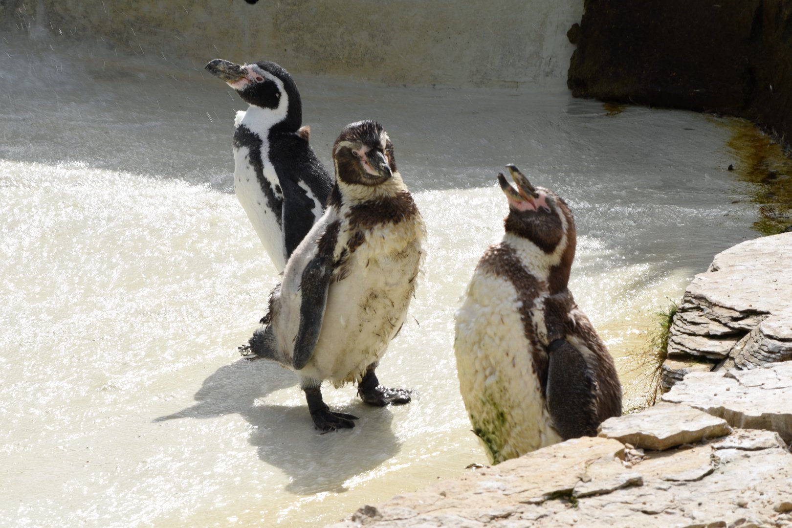 Humboldt penguins