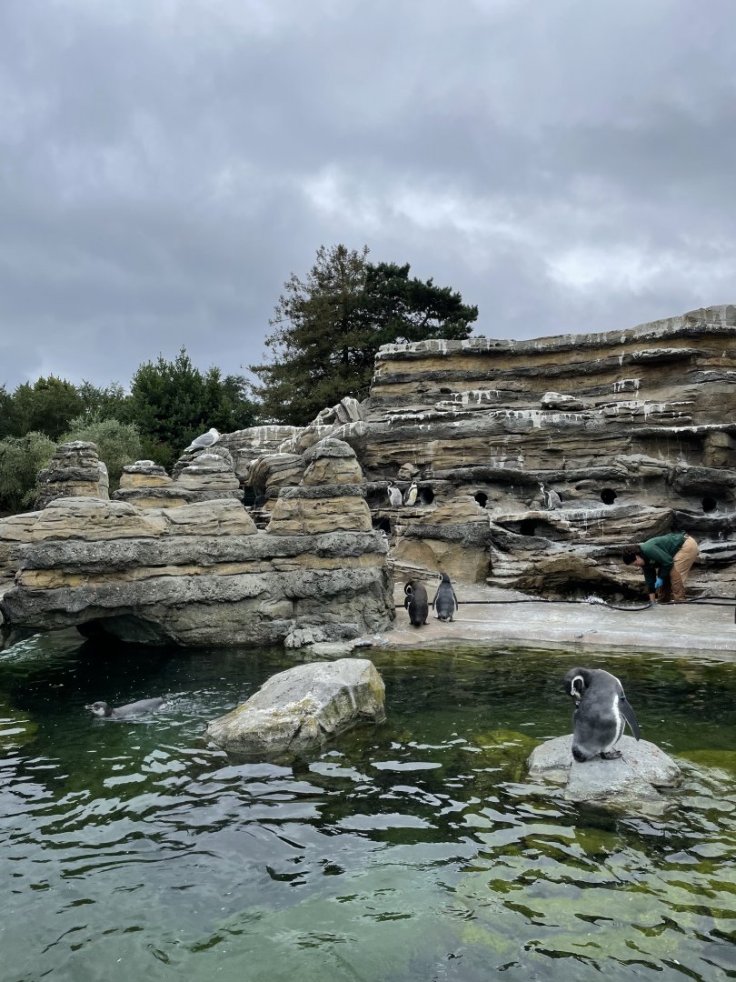 Humboldt Penguins