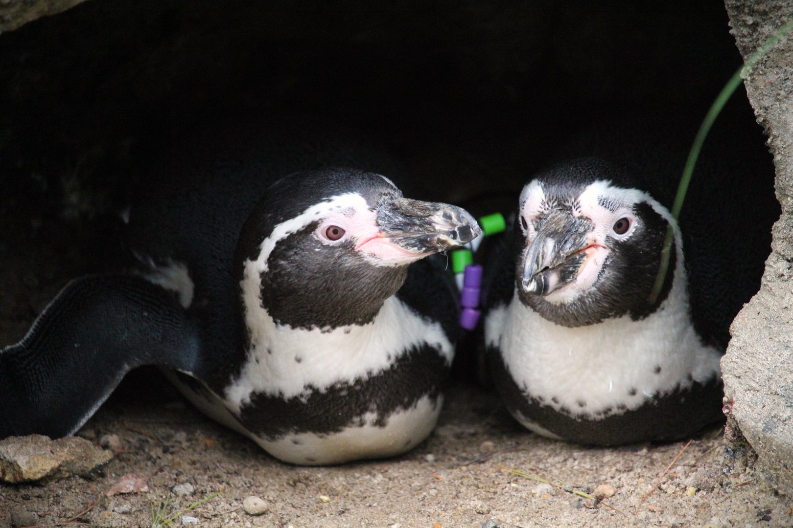 Humboldt Penguins
