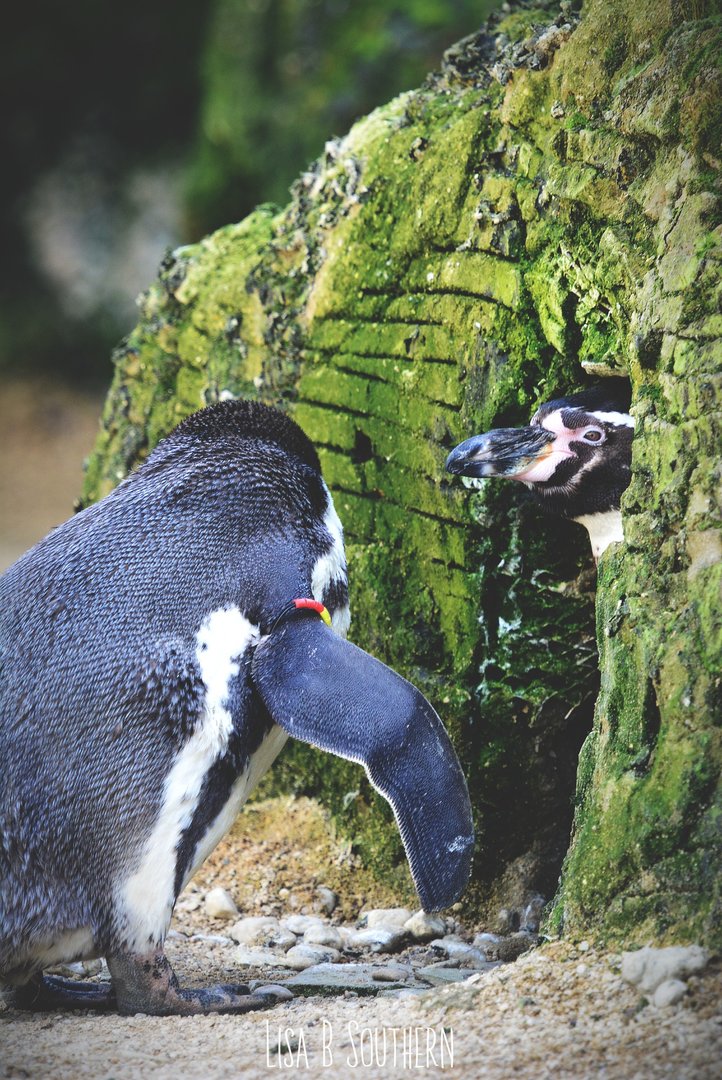 Humboldt penguins