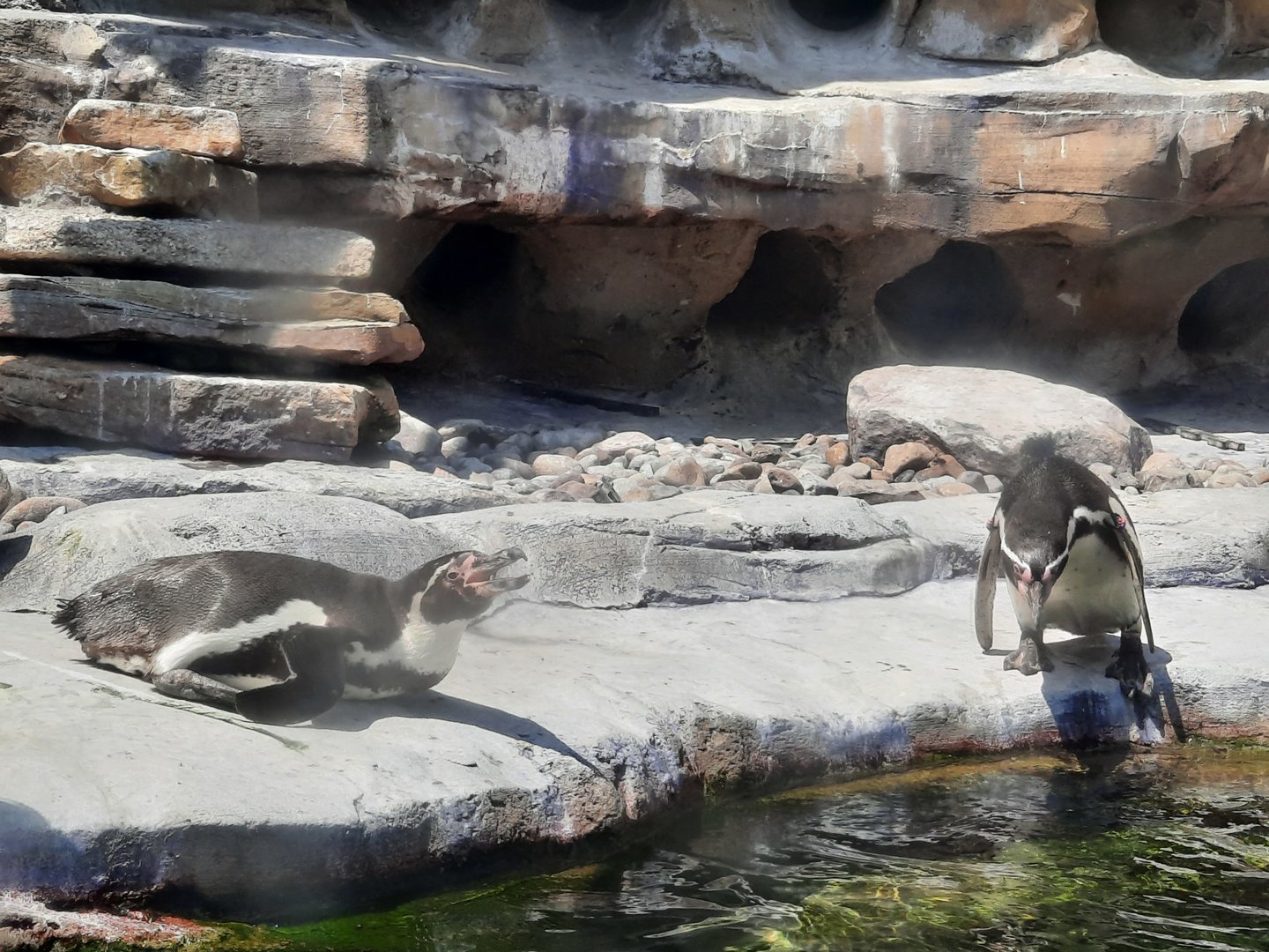 Humboldt Penguins