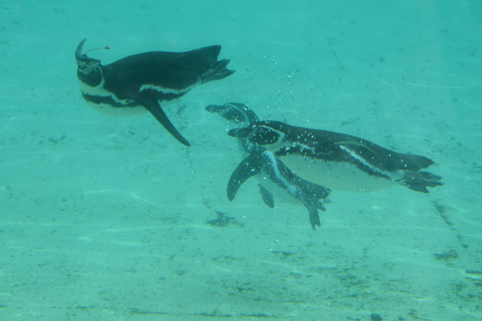 Humboldt Penguins