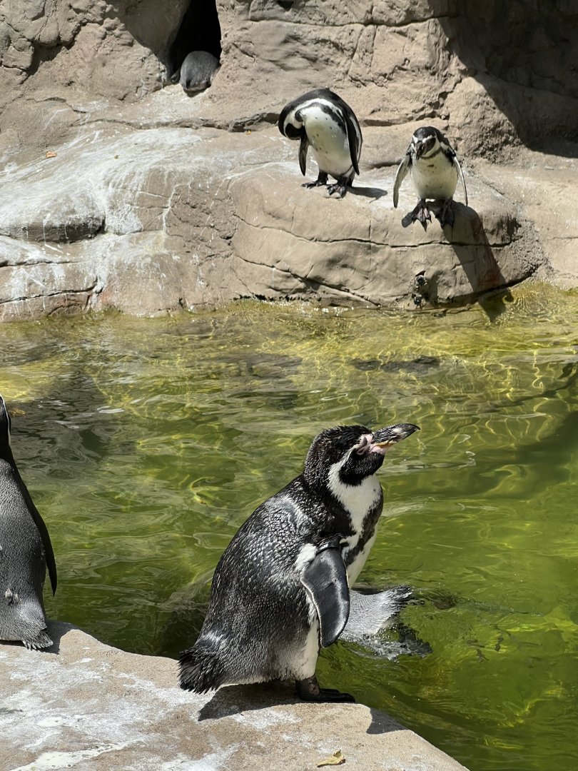 Humboldt Penguins