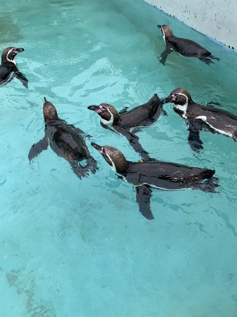 Humboldt penguins