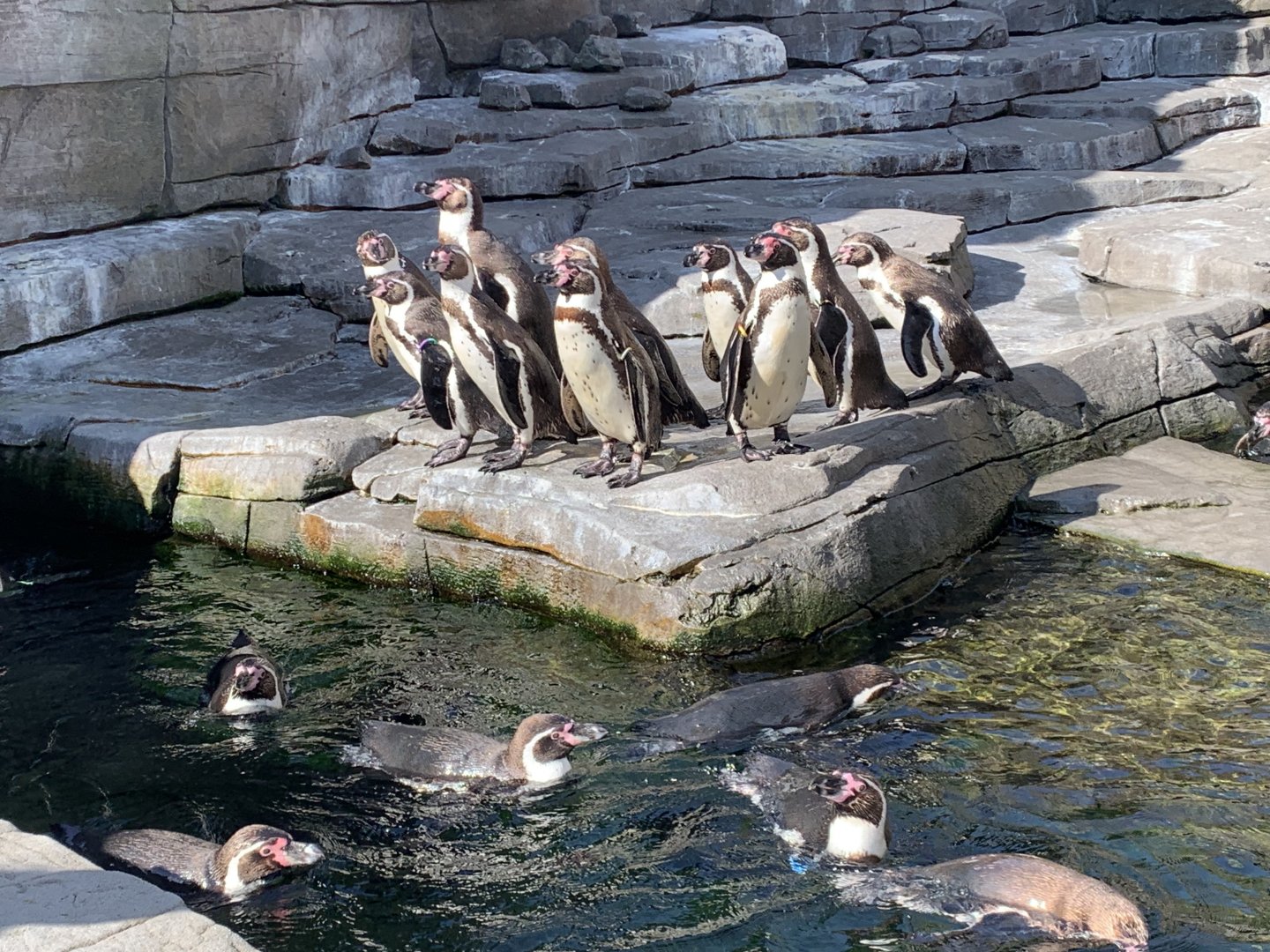 Humboldt penguins