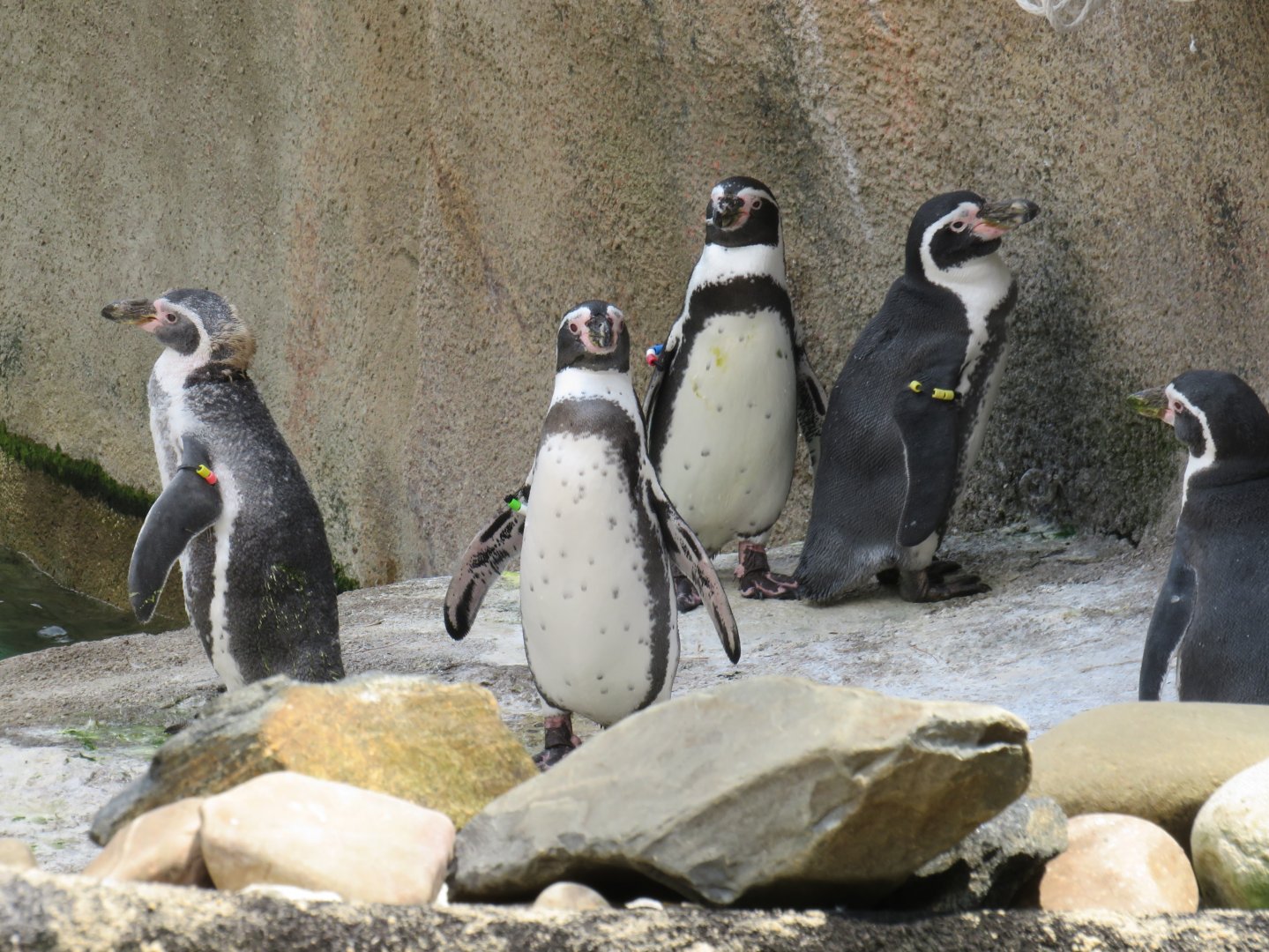 Humboldt penguins
