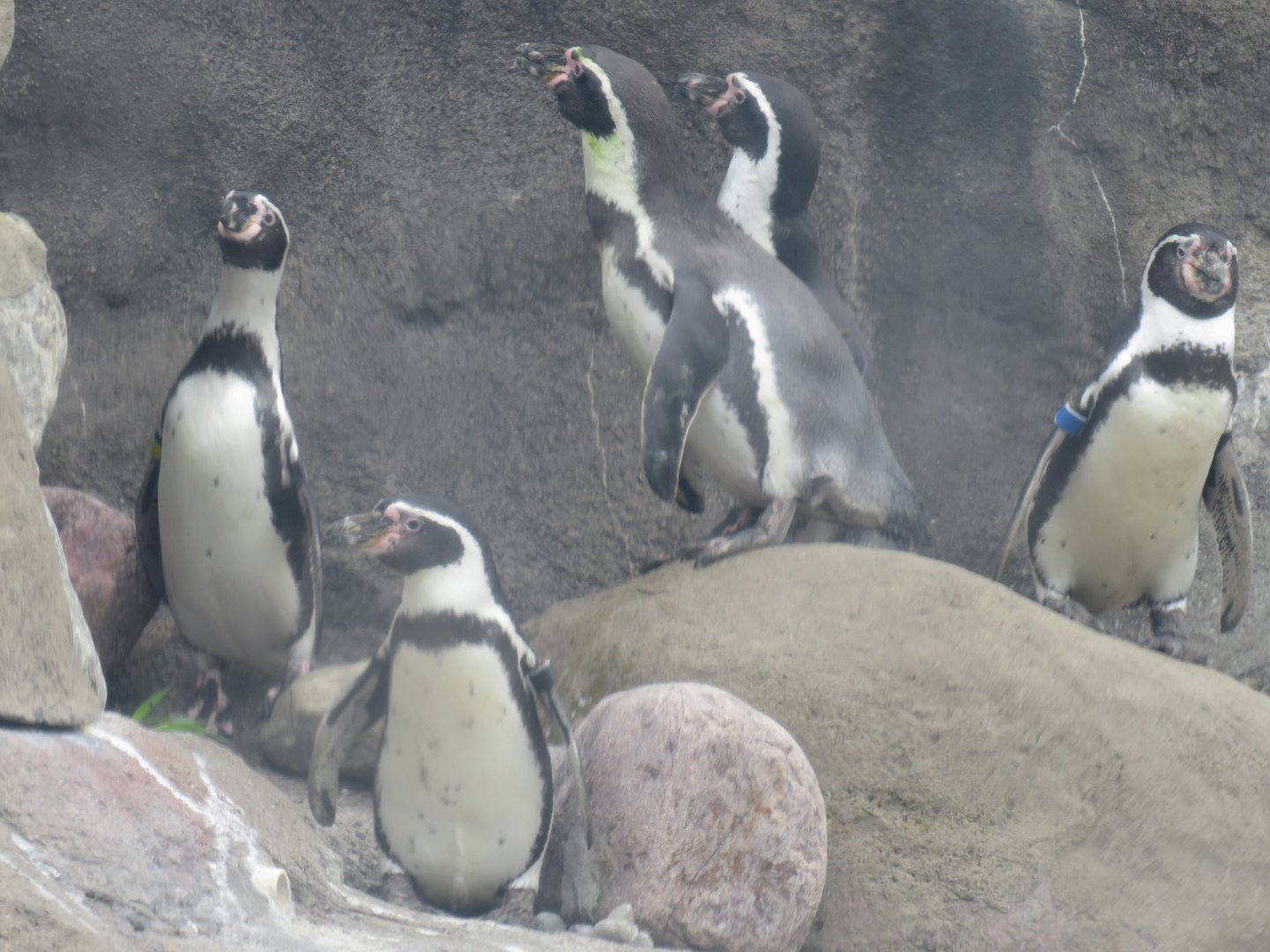 Humboldt penguins