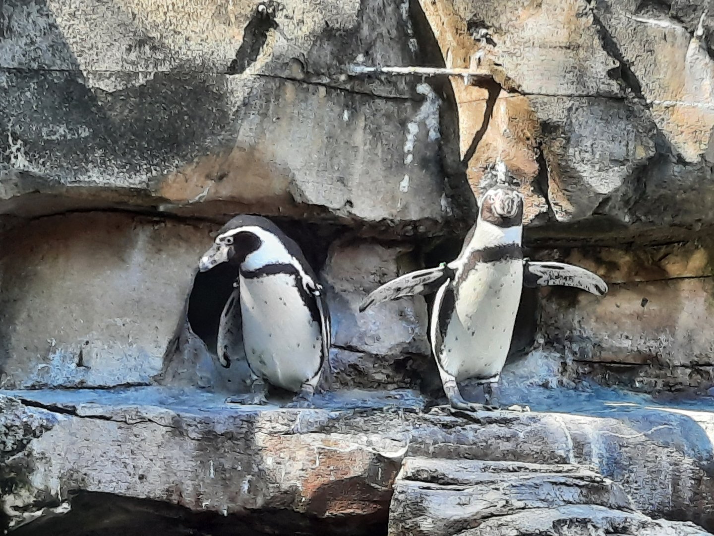 Humboldt Penguins