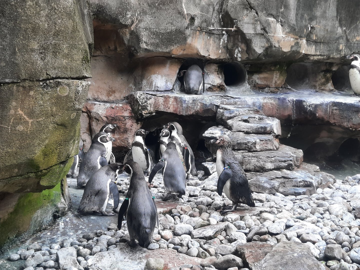 Humboldt Penguins