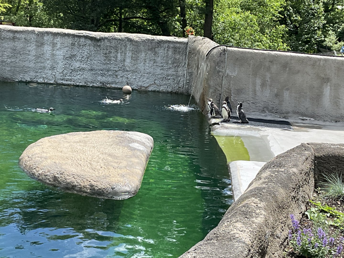 Humboldt Penguins