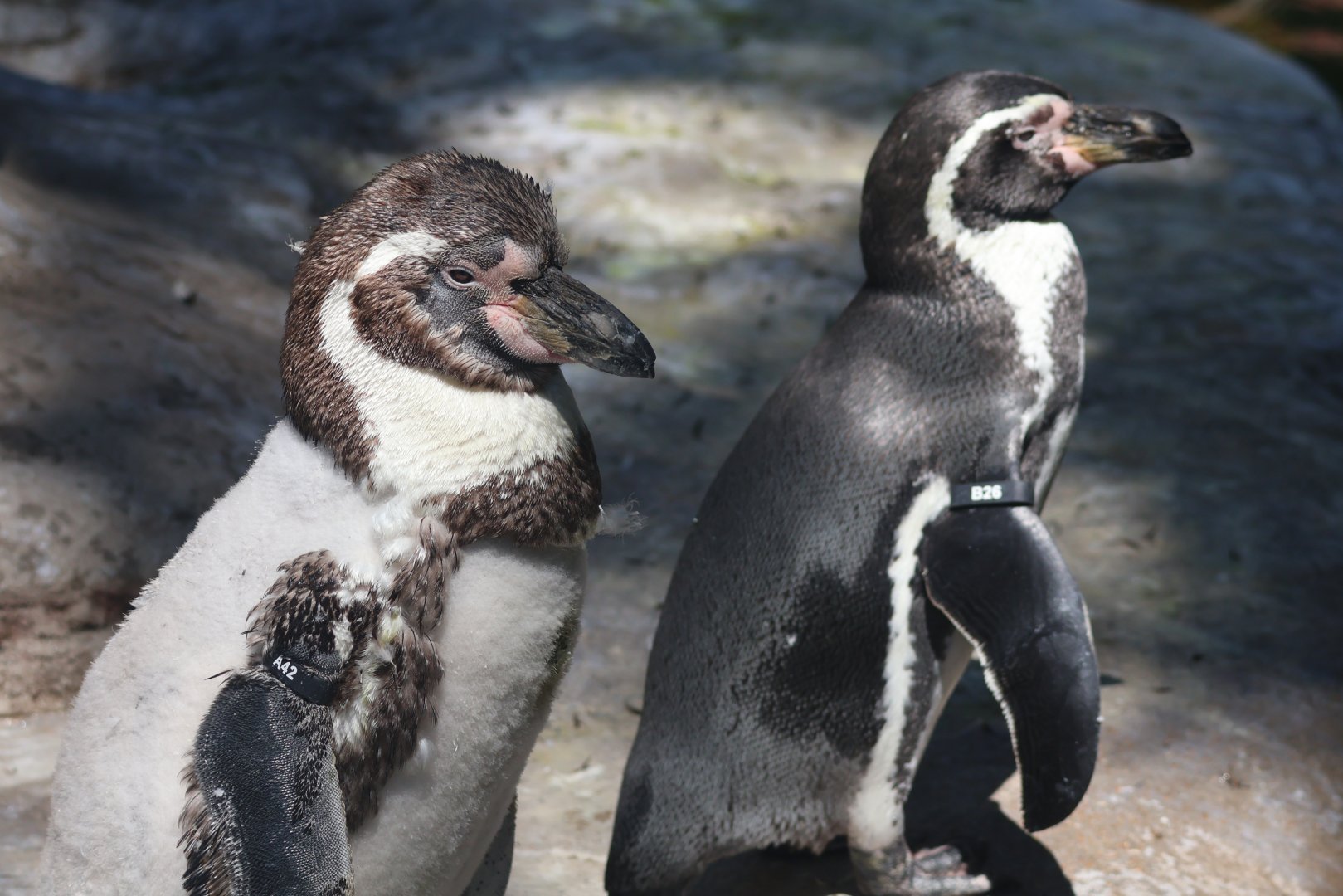 Humboldt penguins