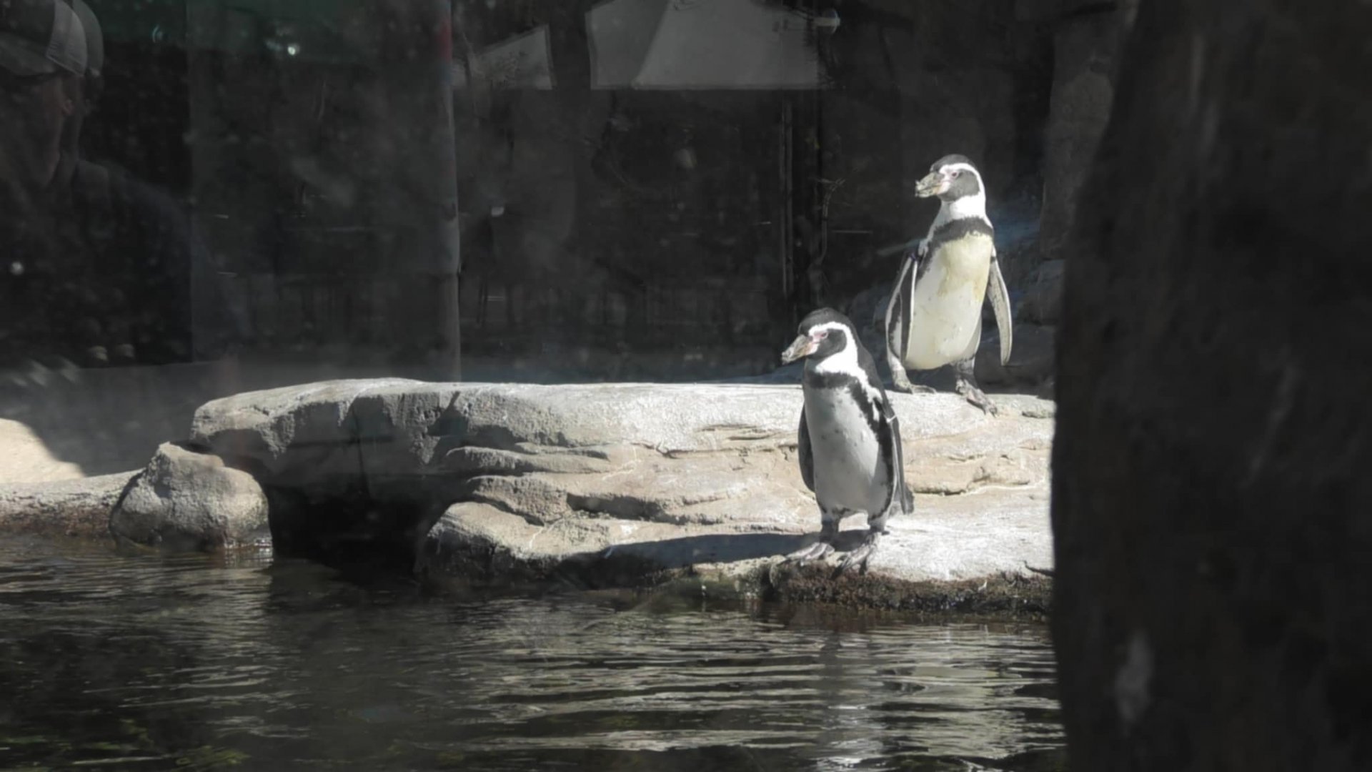 Humboldt penguins