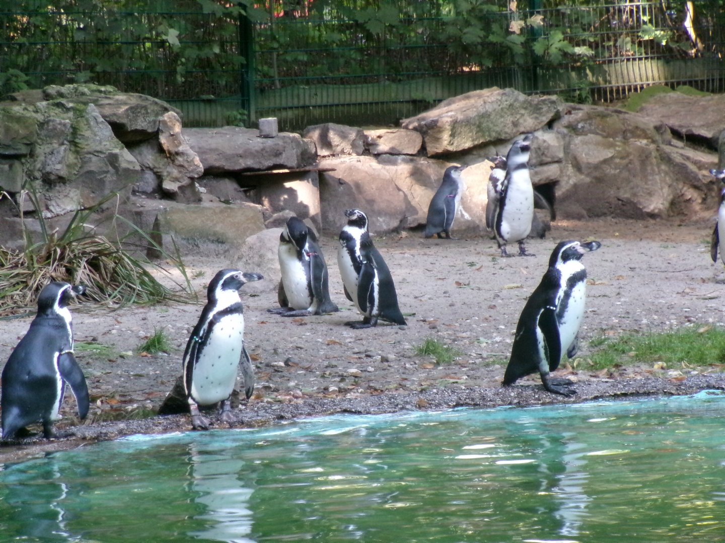 Humboldt penguins