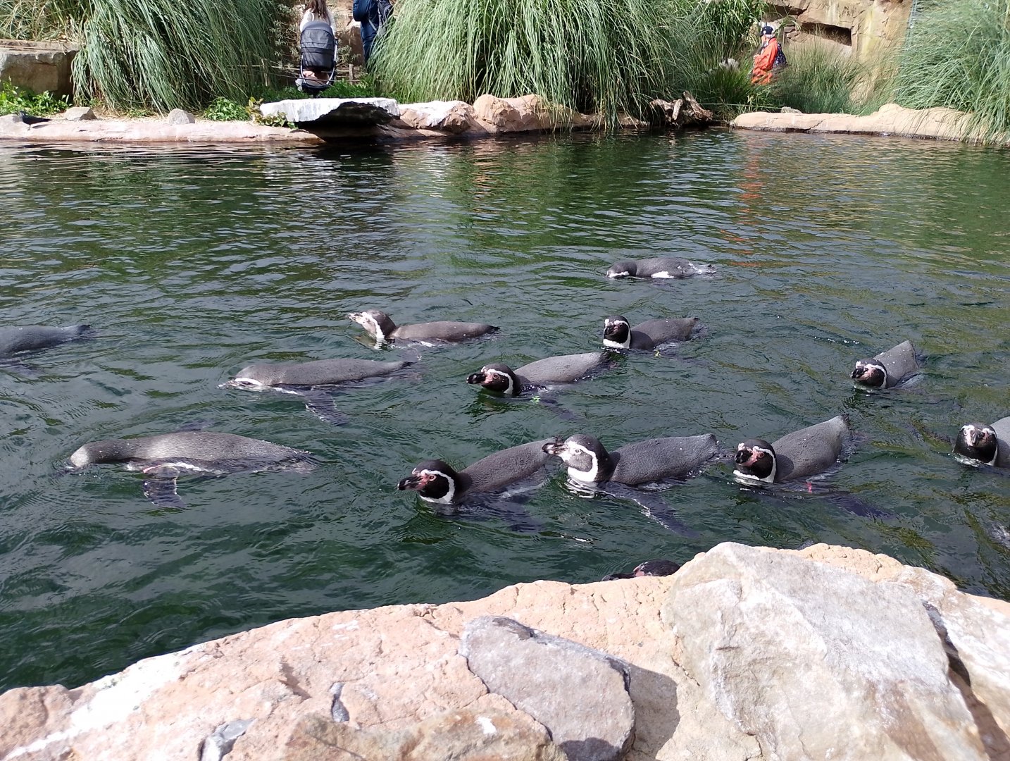 Humboldt penguins
