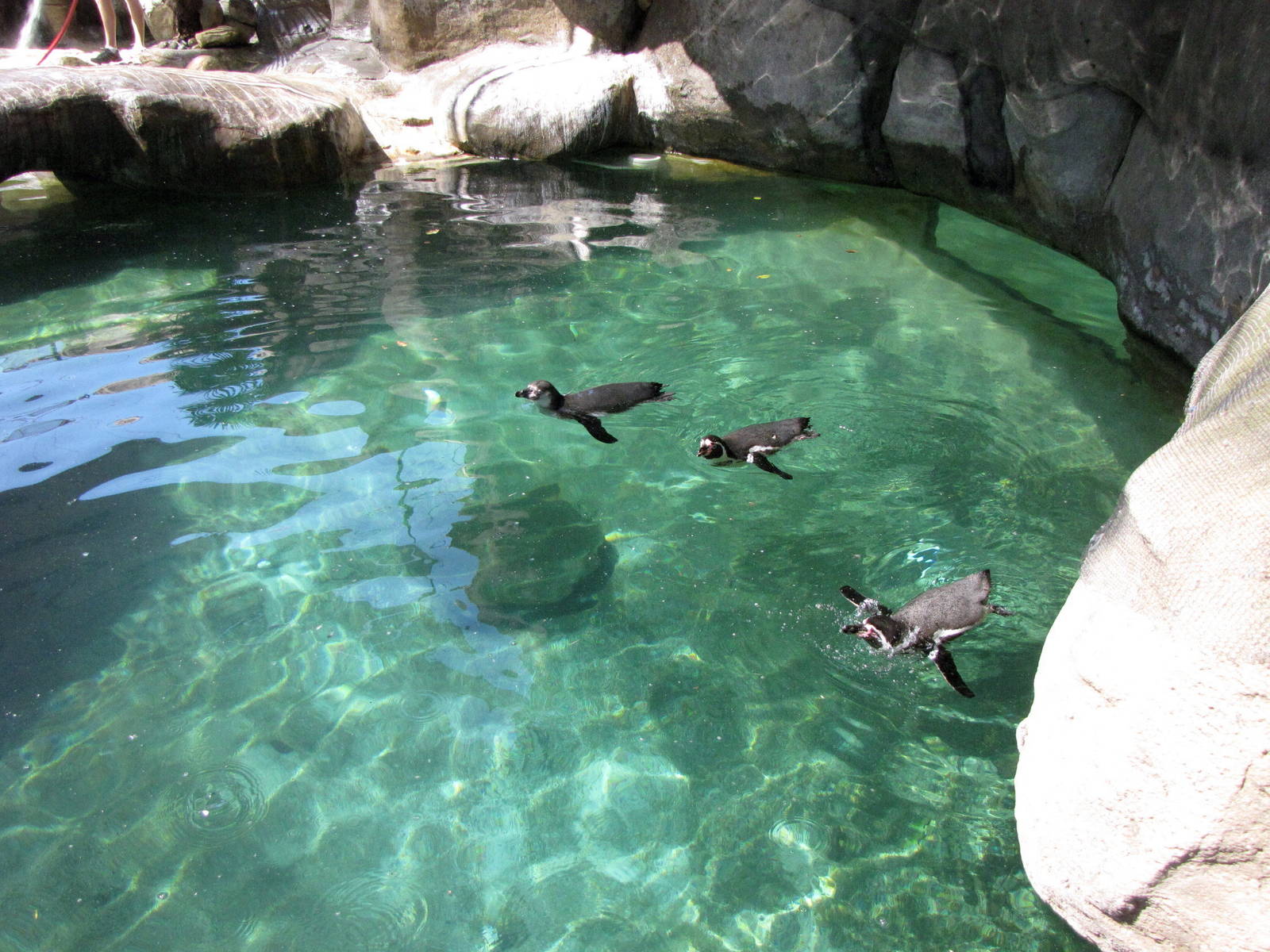 Humboldt Penguins