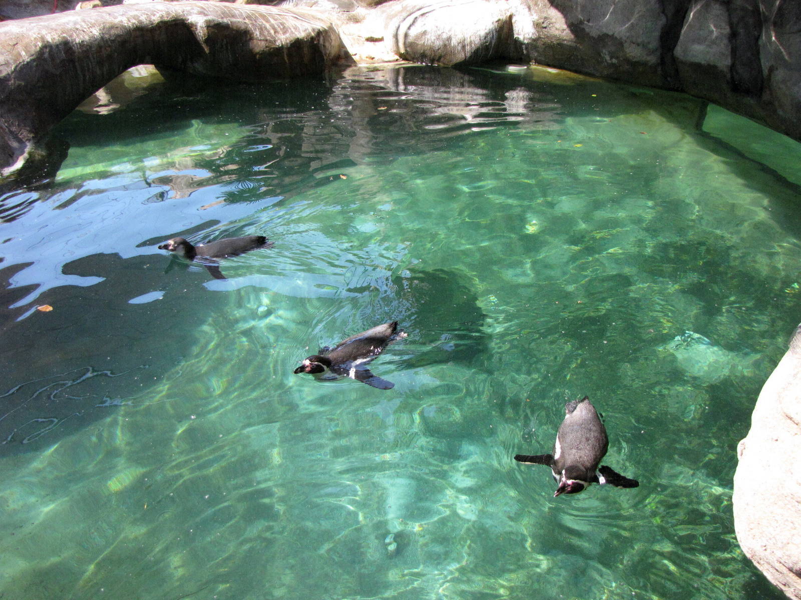 Humboldt Penguins