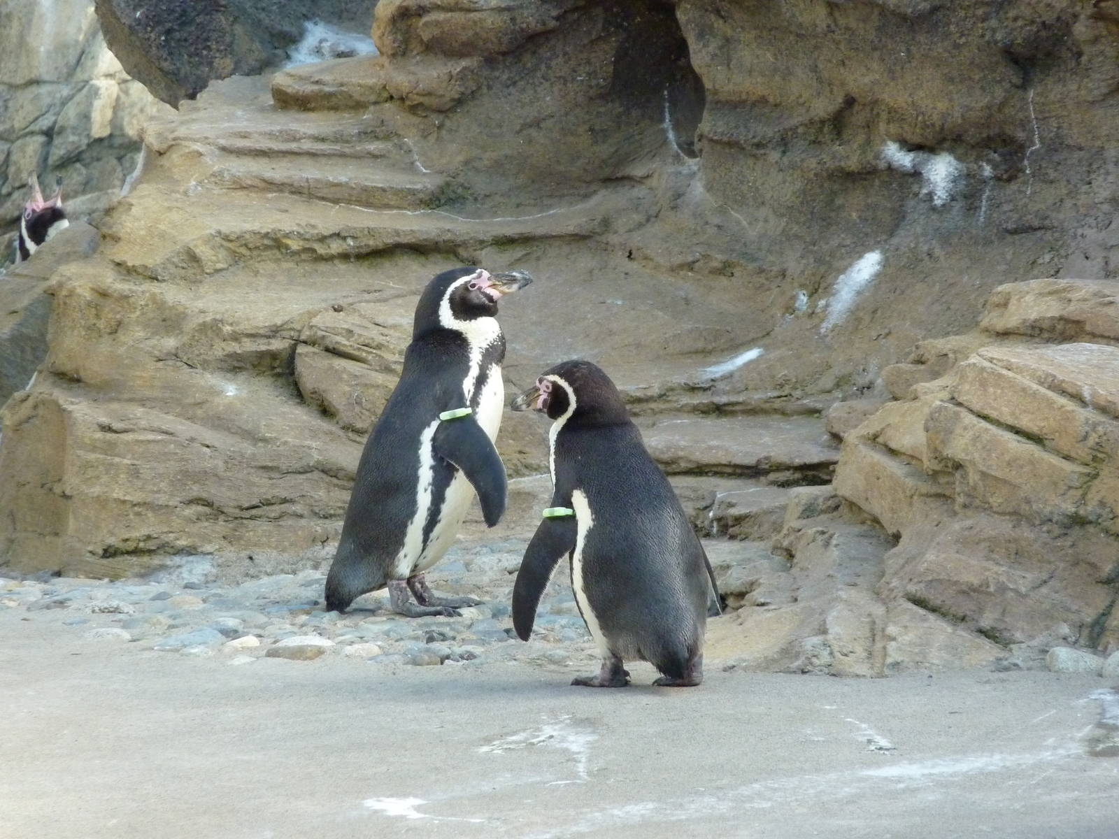 Humboldt Penguins