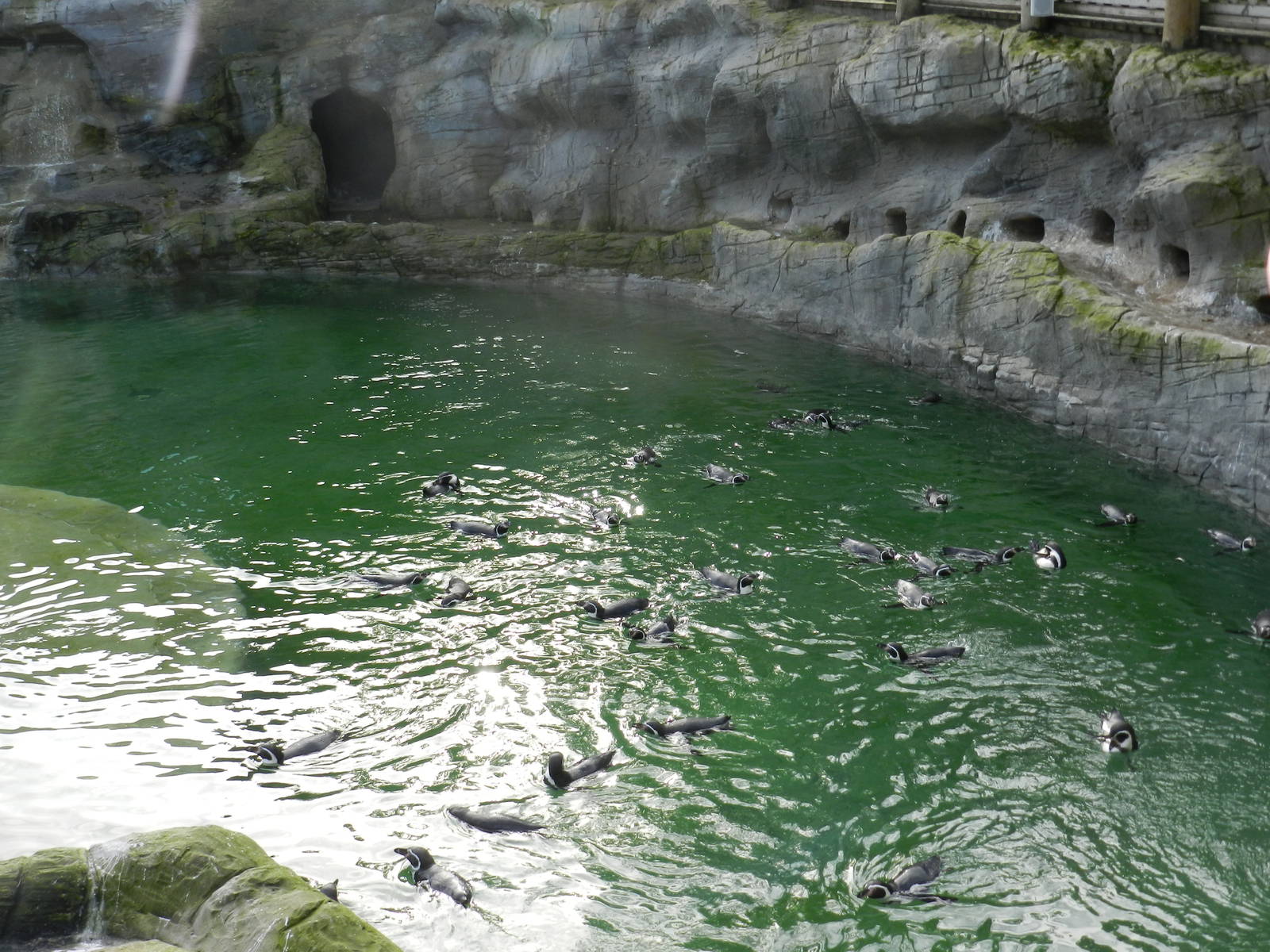 Humboldt Penuins at Flamingo Land - 14/10/2012