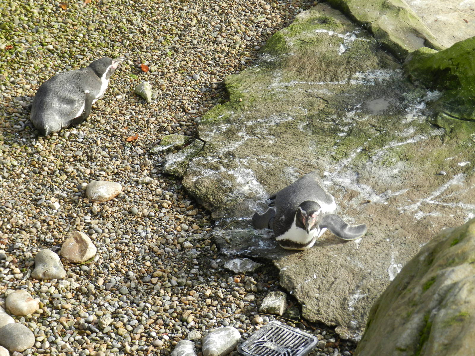 Humboldt Penuins at Flamingo Land - 14/10/2012