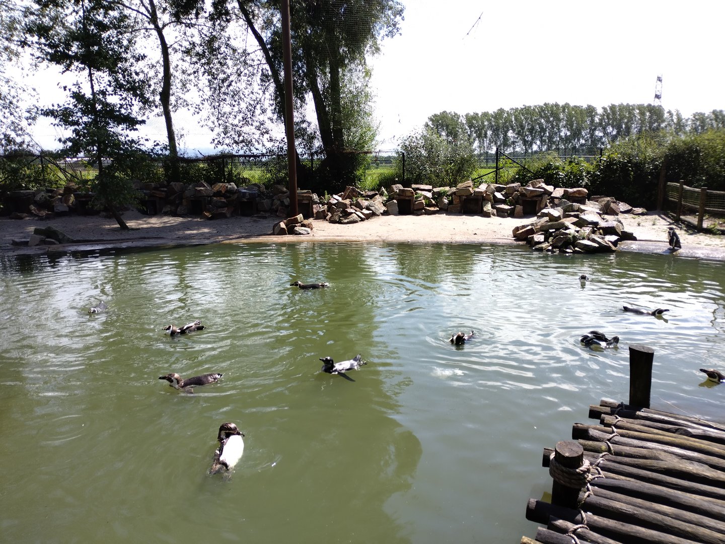 Humboldt pinguin enclosure