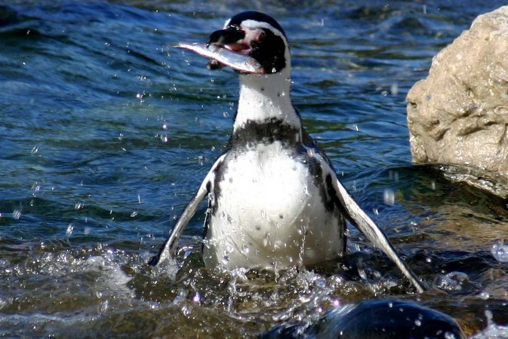 Humboldts penguin -Chester zoo