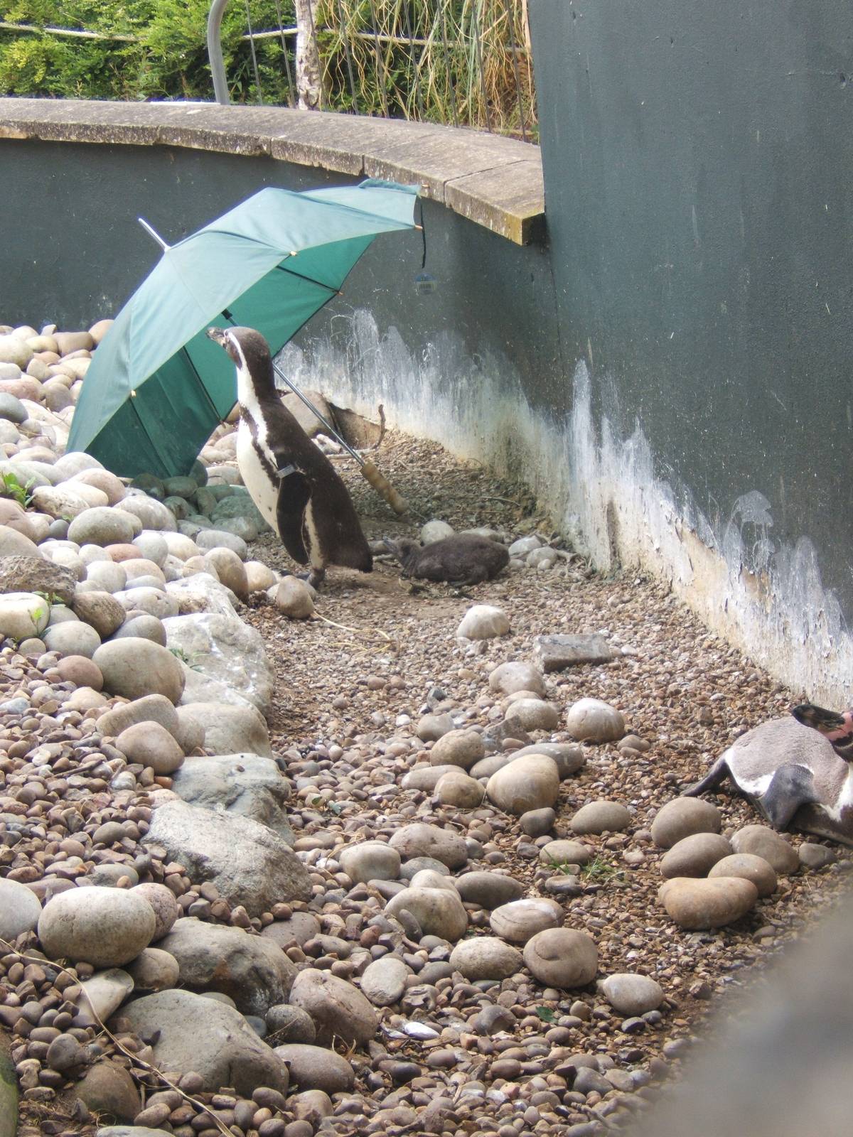 Humboldt`s penguin chick been sheltered from the heat