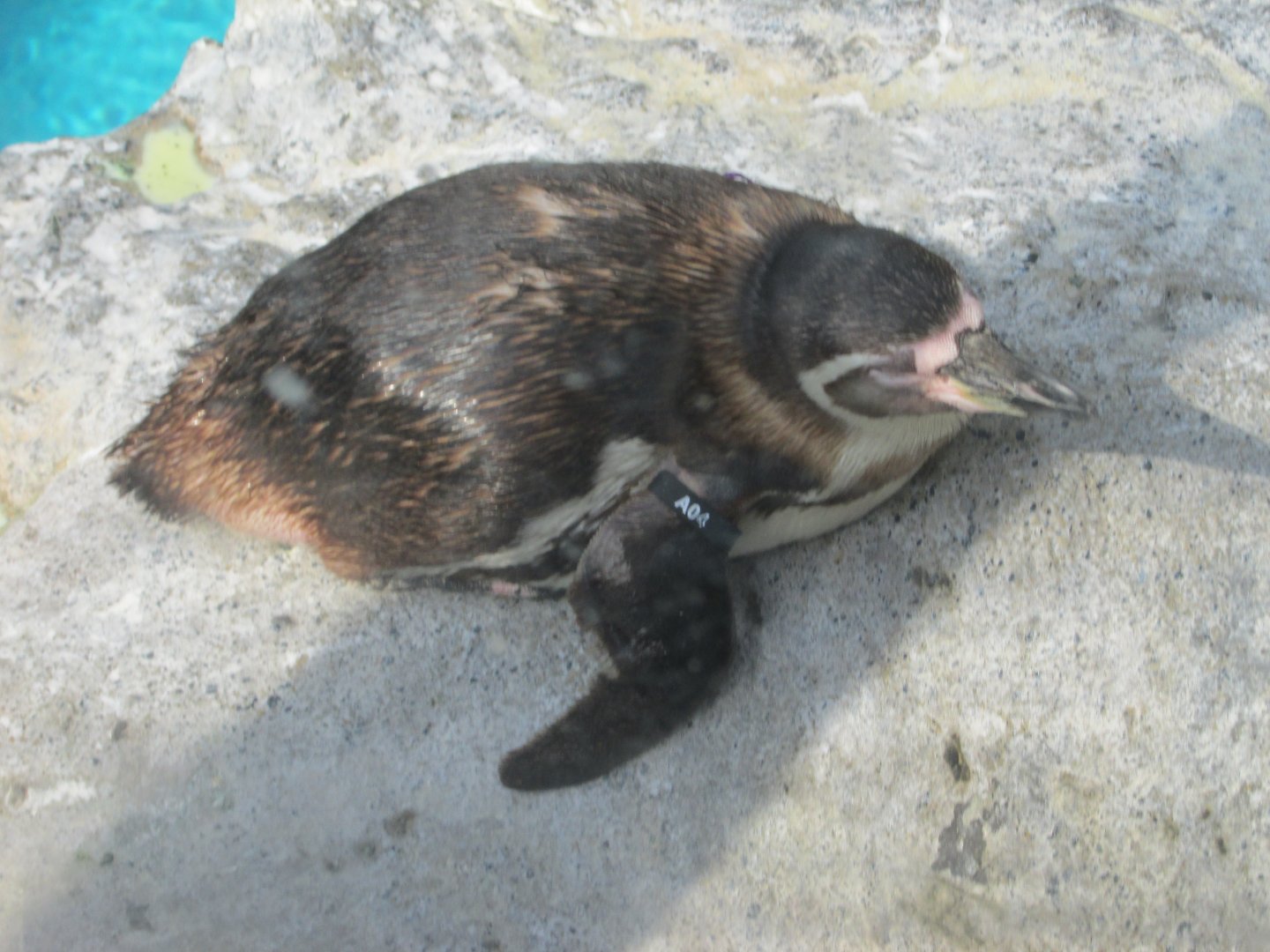 humboldt´s penguin juvenile